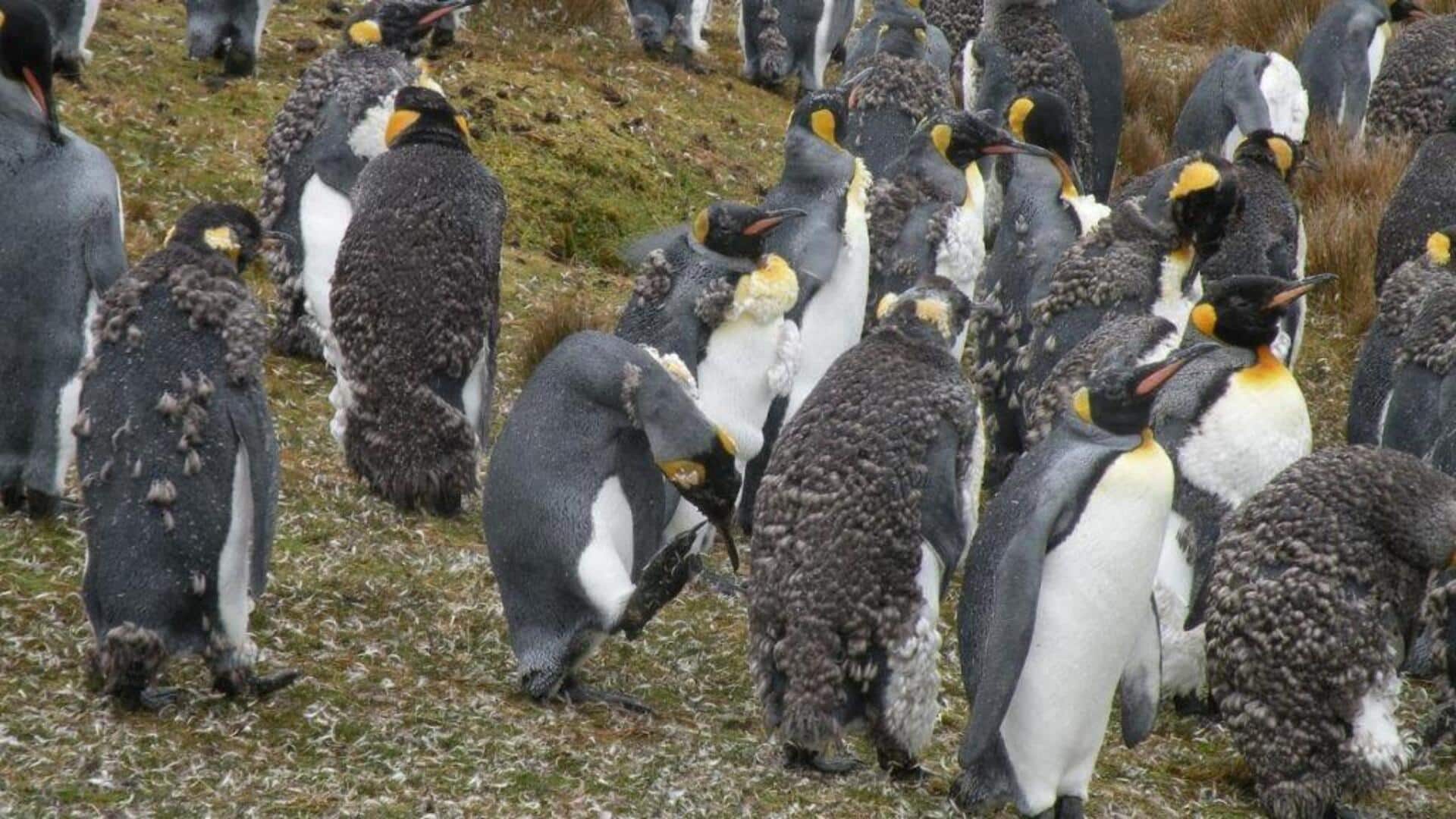 Mengungkap 5 Tahapan dalam Proses Pergantian Bulu Penguin