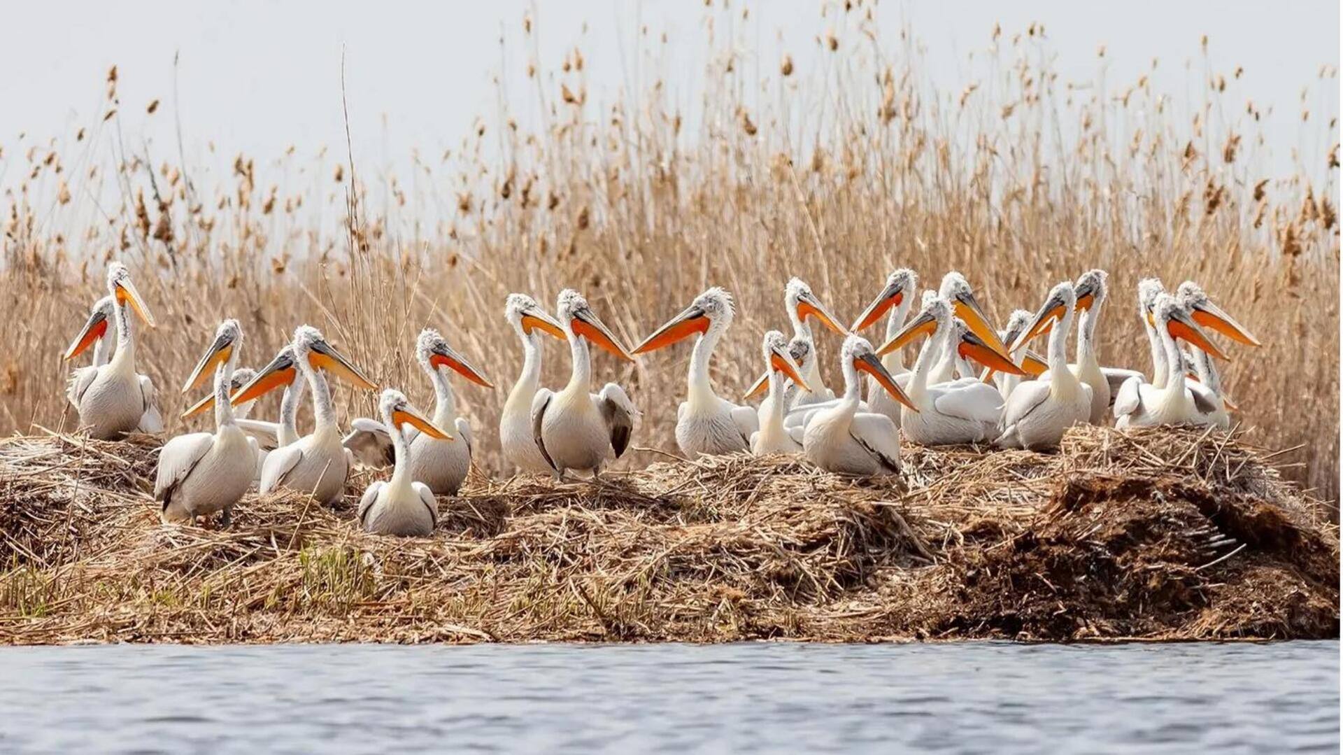 Adaptasi Pelikan terhadap Lingkungan yang Beragam