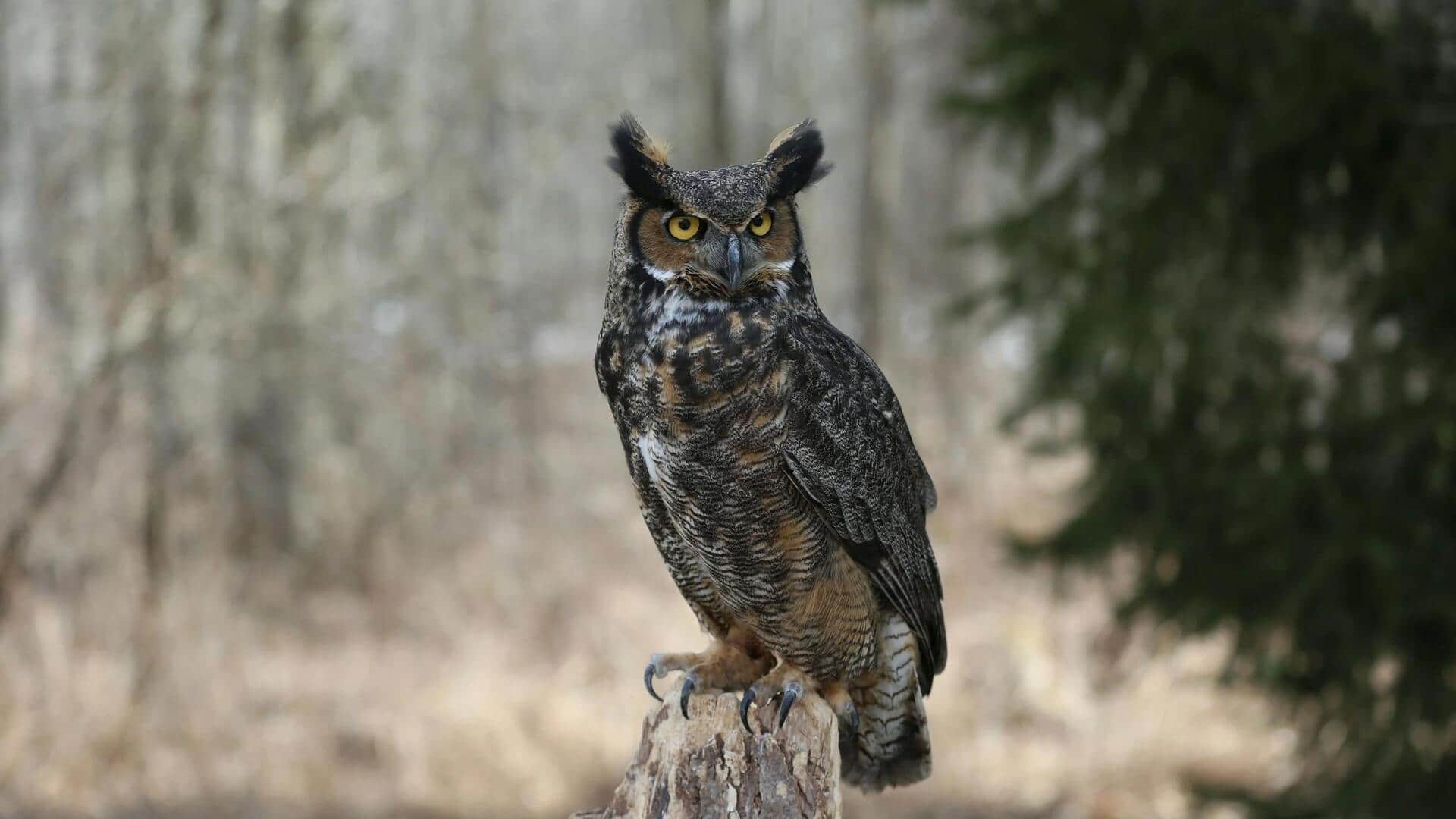 Menemukan Rahasia Pendengaran yang Luar Biasa dari Burung Hantu