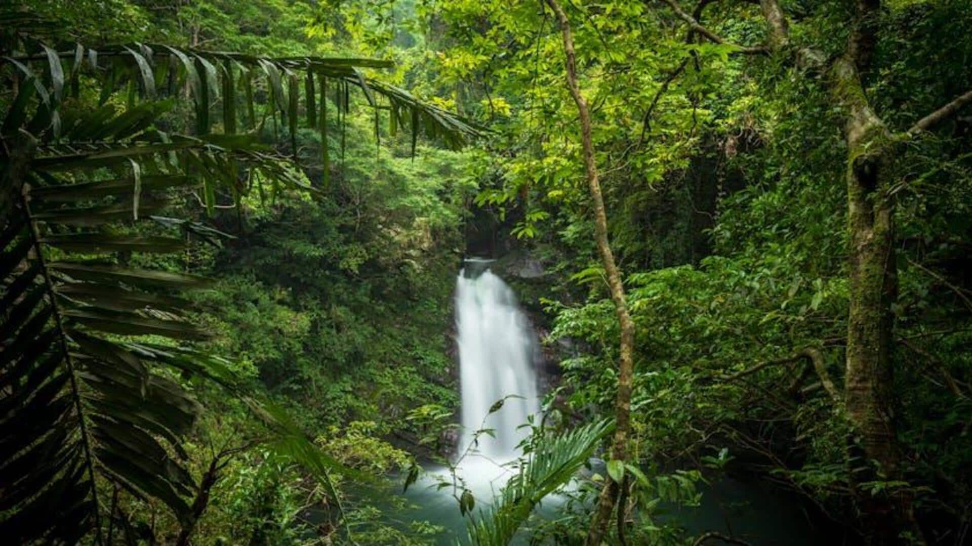 Menemukan Harta Karun Keanekaragaman Hayati di Hutan Hujan Kosta Rika