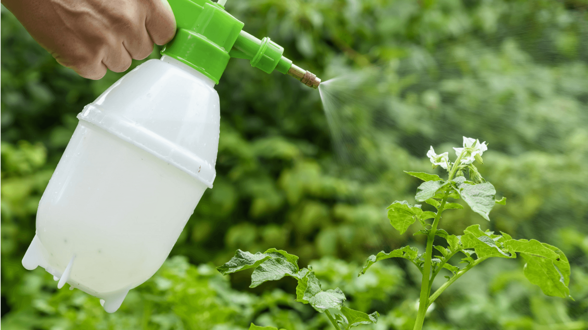 Begini cara membuat insektisida di rumah untuk melindungi tanaman Anda