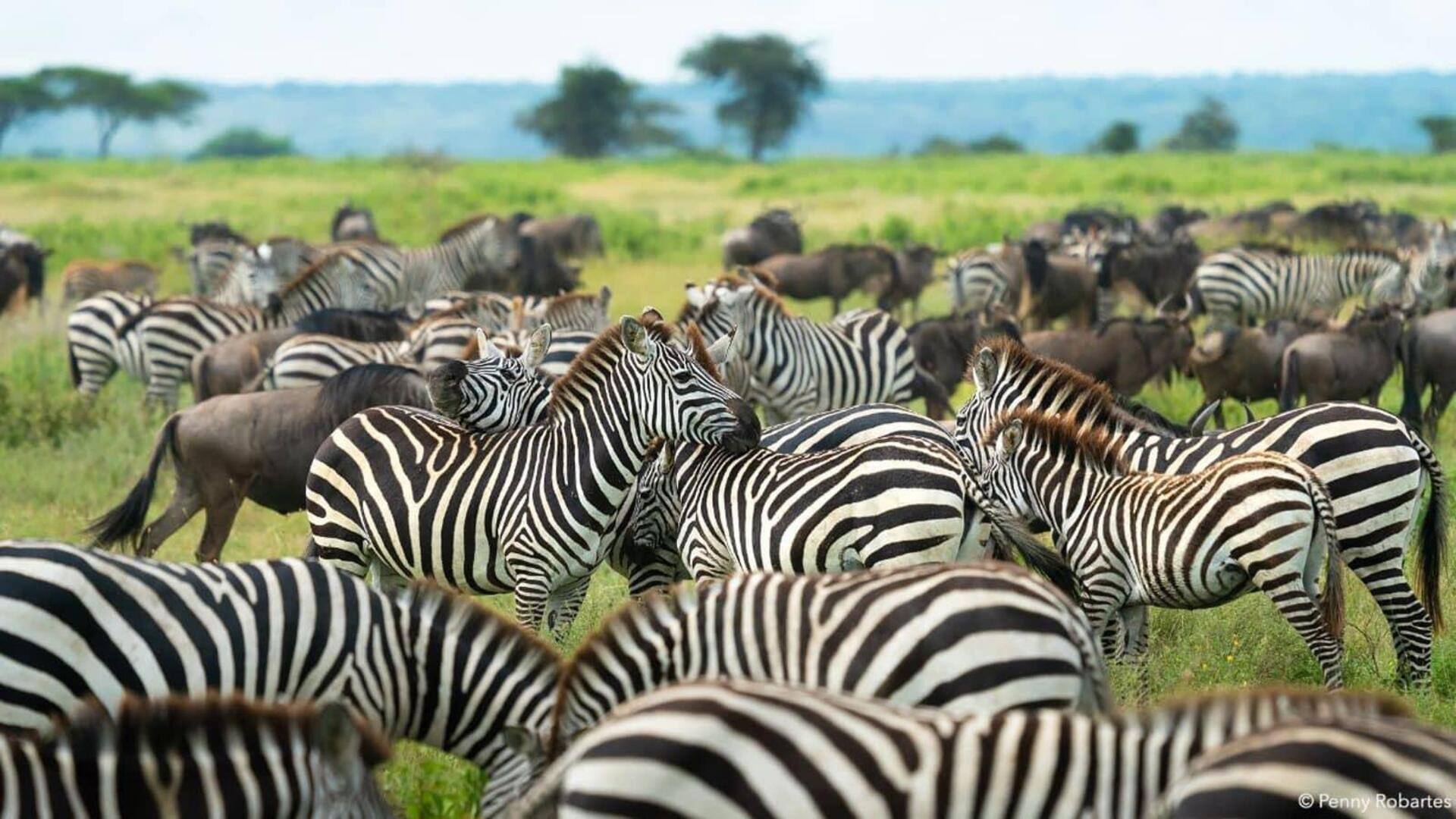 Safari Serengeti: Petualangan fotografi satwa liar Tanzania