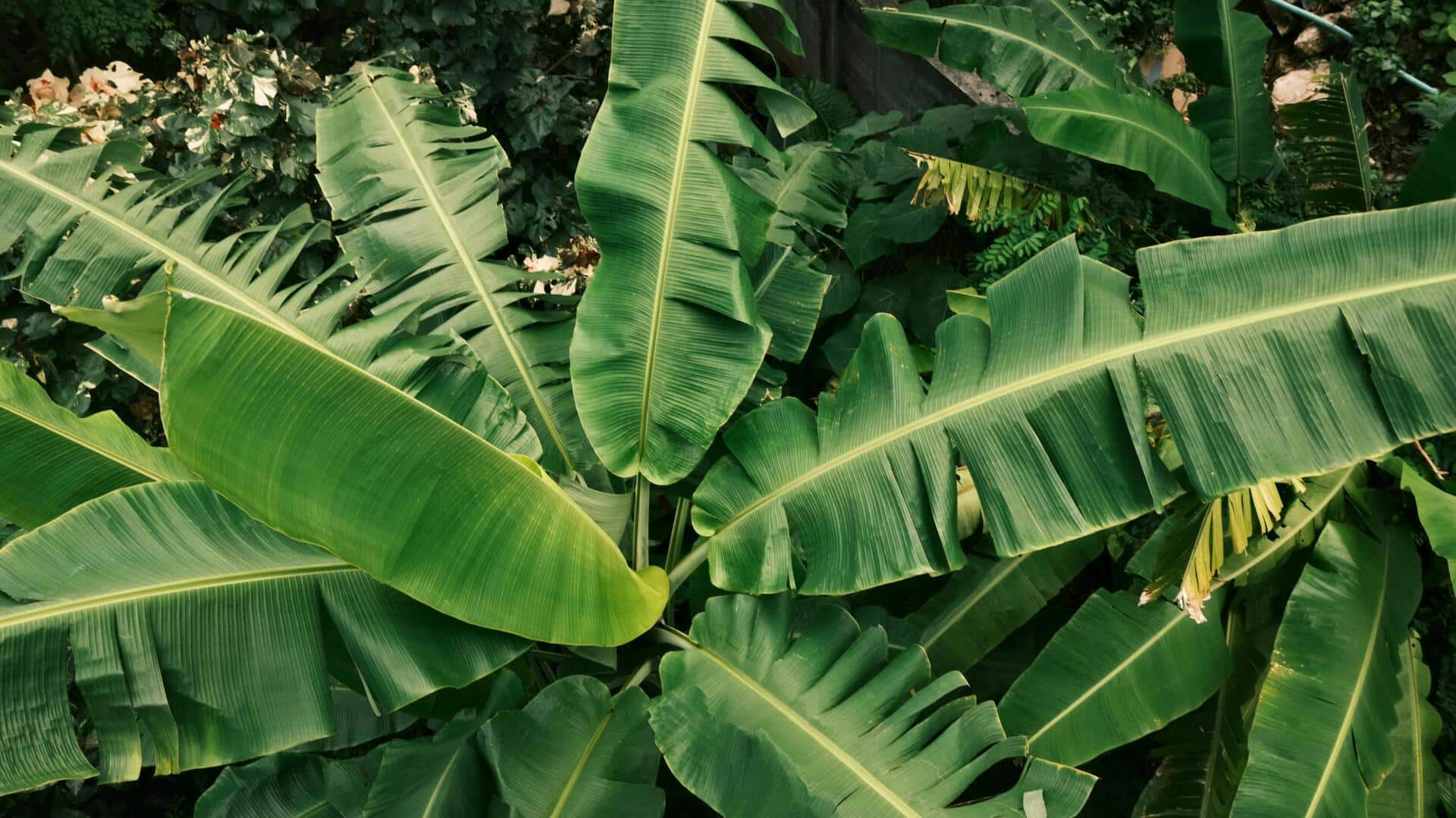 Dekorasi rumah berkelanjutan dengan daun pisang