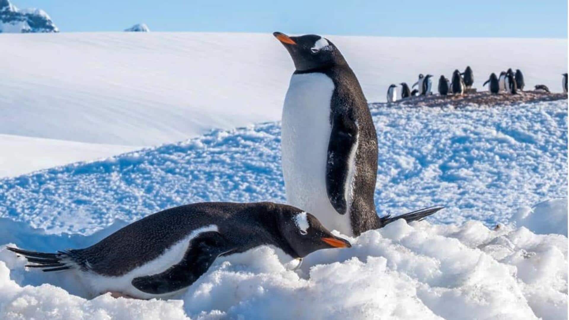 Peran Penting Penguin dalam Ekosistem
