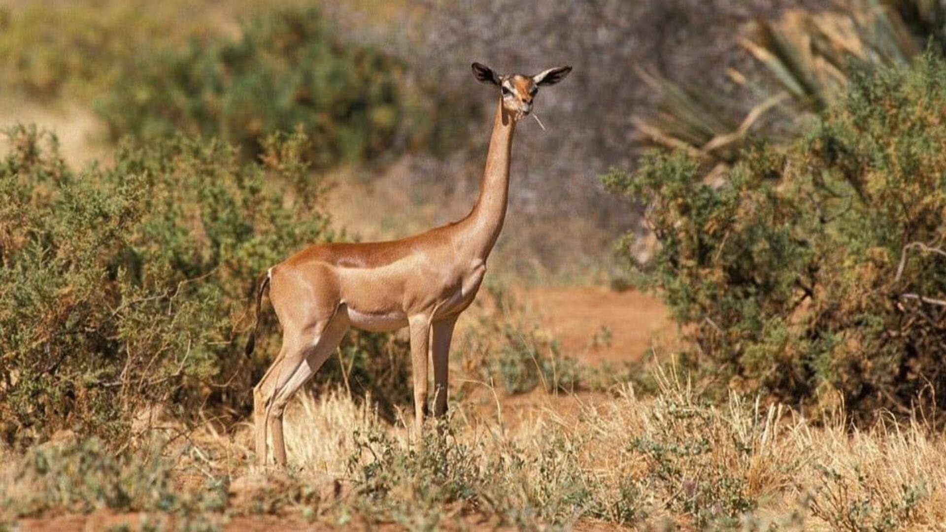 Mengungkap Misteri Kehidupan Rusa Berleher Panjang