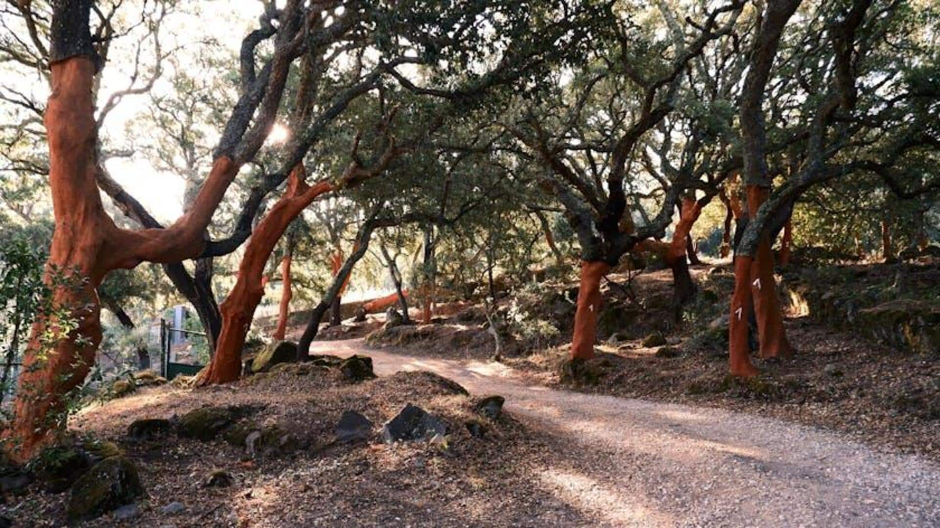 Hutan Gabus Portugal: Surga Pencinta Alam
