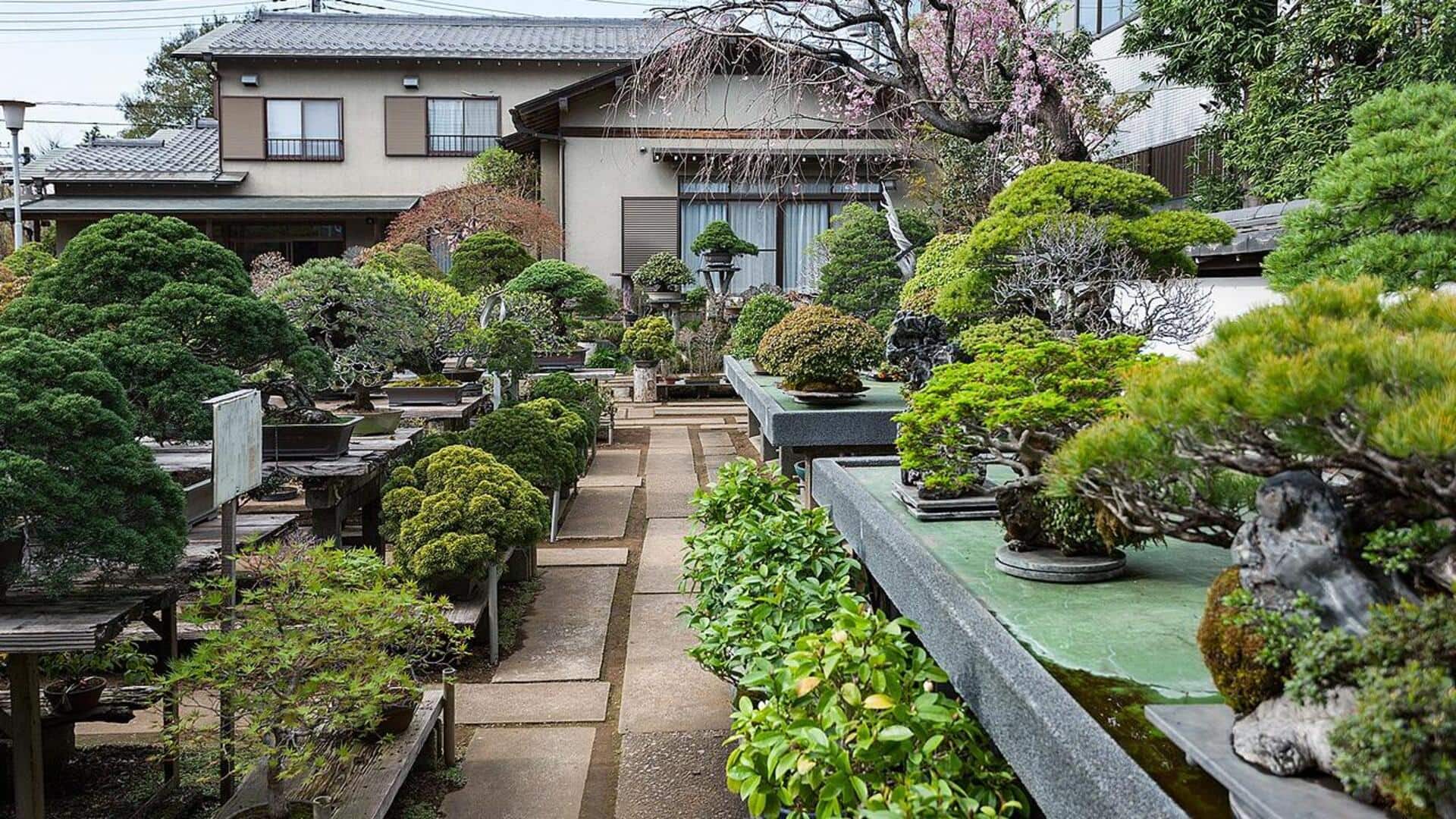 Menemukan Keindahan Taman Bonsai di Tokyo