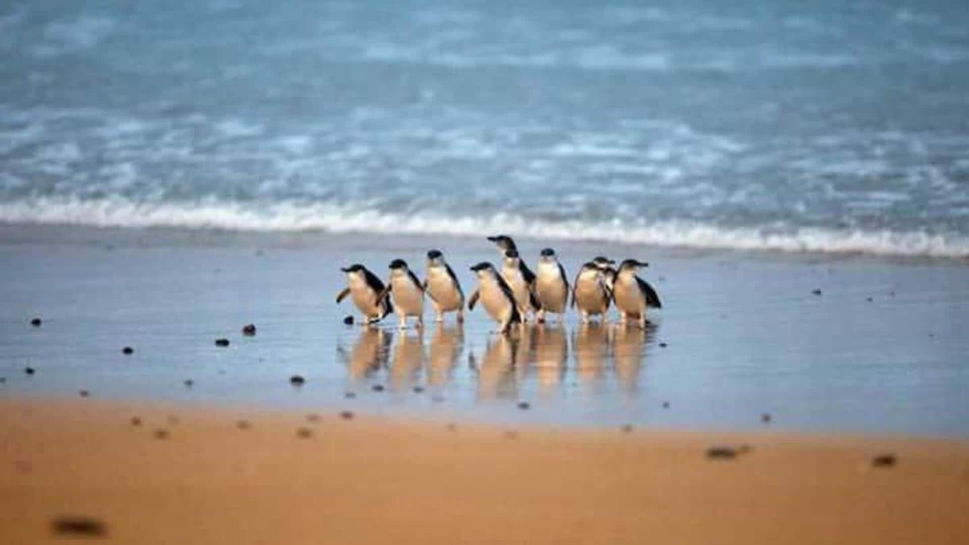 Saksikan Parade Penguin Nan Ajaib Di Phillip Island, Australia