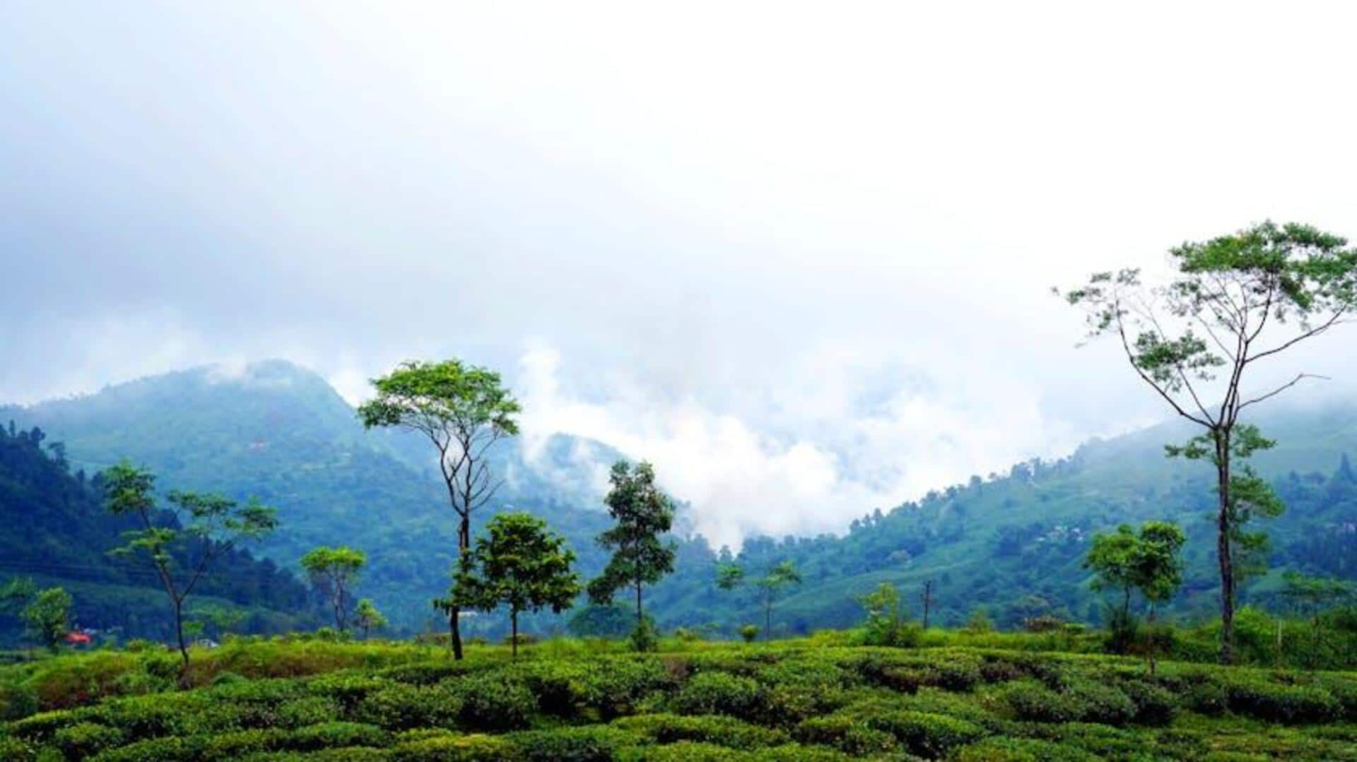 Menjelajahi Perkebunan Teh Himalaya di Darjeeling, India