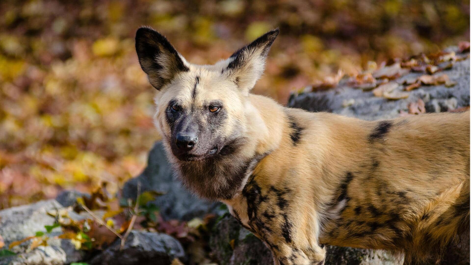 Strategi Permainan: Pelajaran dari Teknik Berburu Anjing Liar Afrika