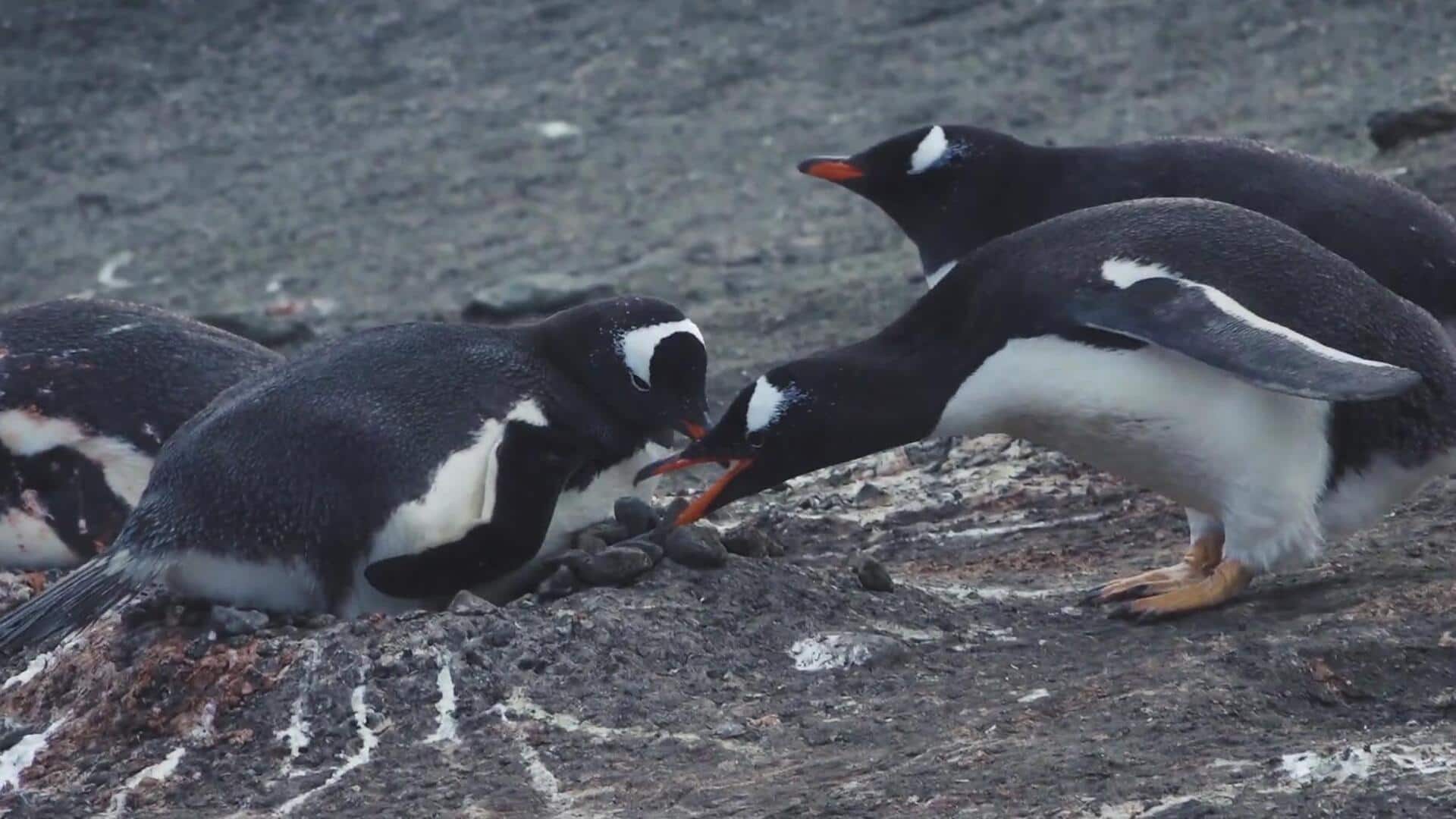 Mengungkap Interaksi Sosial Penguin selama Musim Bersarang