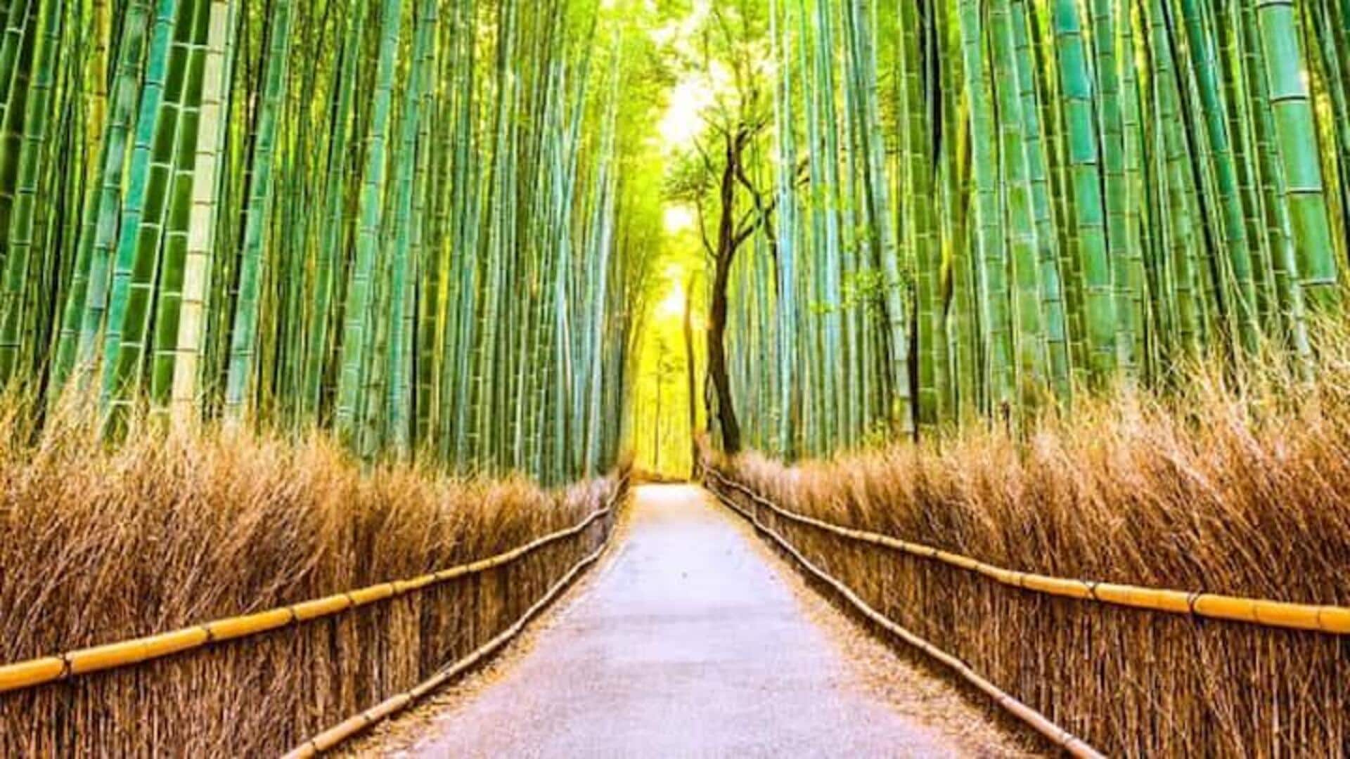 Benamkan Diri Anda Dalam Petualangan Hutan Bambu Di Kyoto