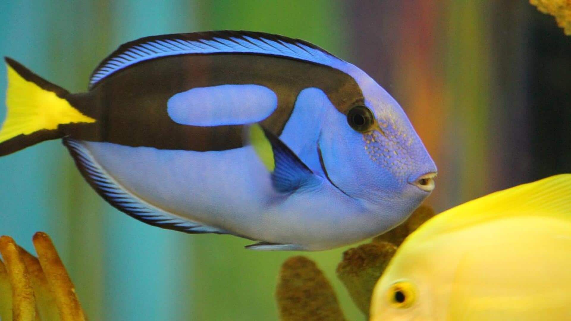 Mengenal ikan blue tang dan rumah karang mereka yang berwarna-warni Mengenal ikan blue tang dan rumah karang mereka yang berwarna-warni
