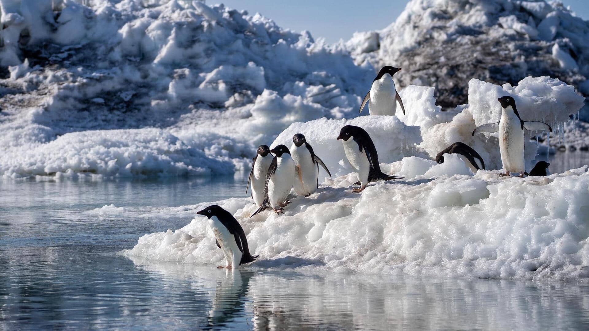 Adaptasi Luar Biasa Penguin untuk Bertahan Hidup di Lingkungan Dingin