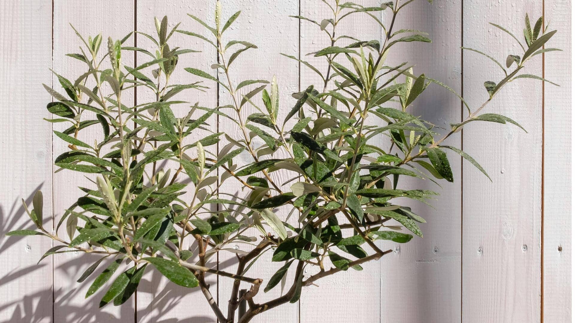 Tips Menumbuhkan Pohon Zaitun Dalam Ruangan