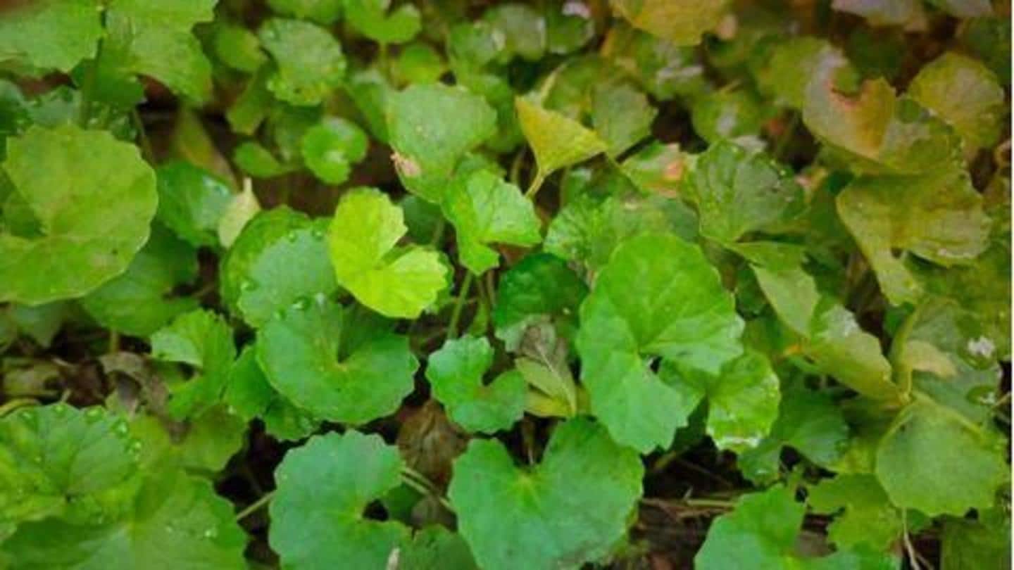 5 khasiat Brahmi, tanaman herbal Ayurweda