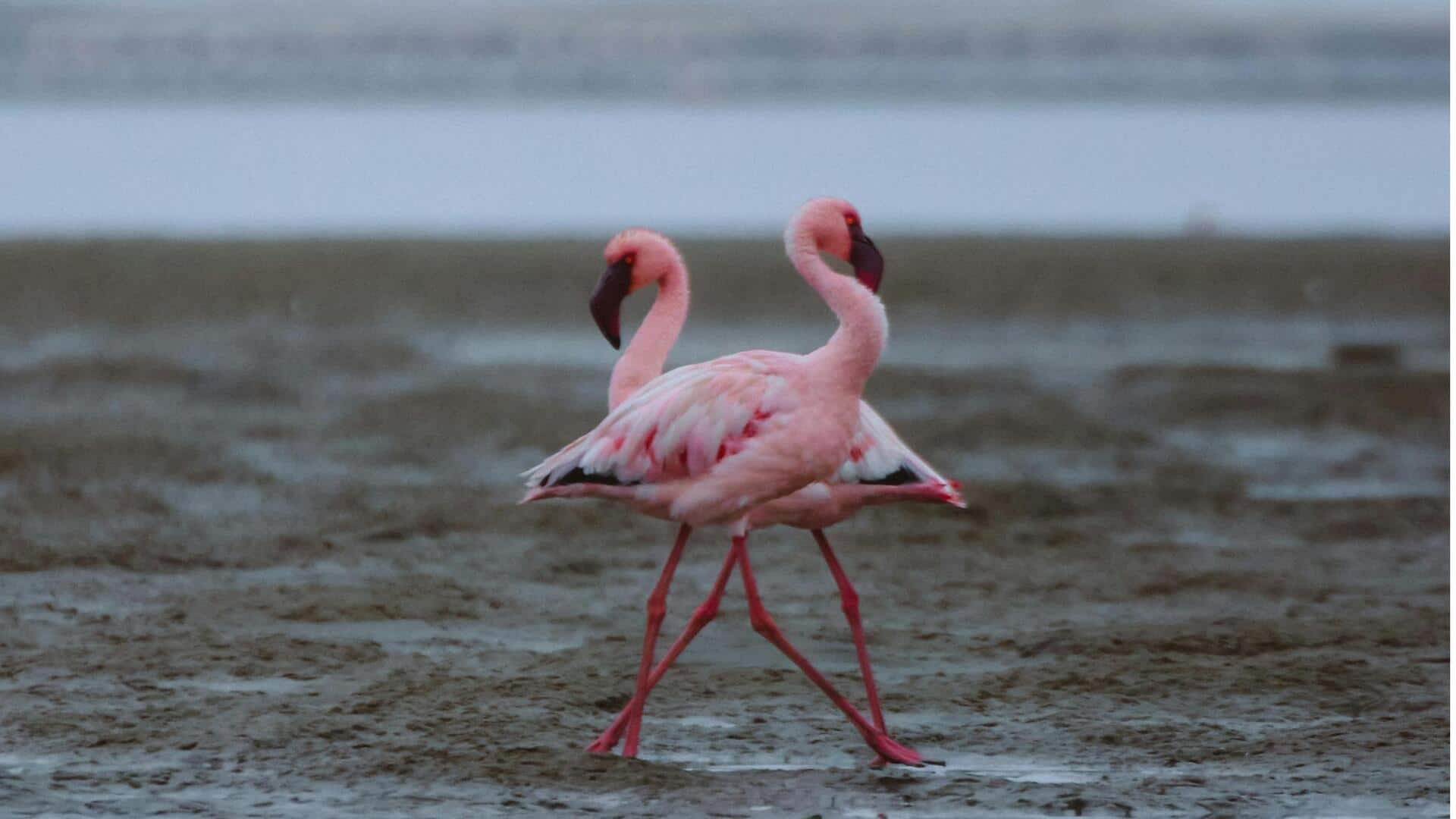 Menikmati Keindahan Laguna Tenang di Walvis Bay, Namibia