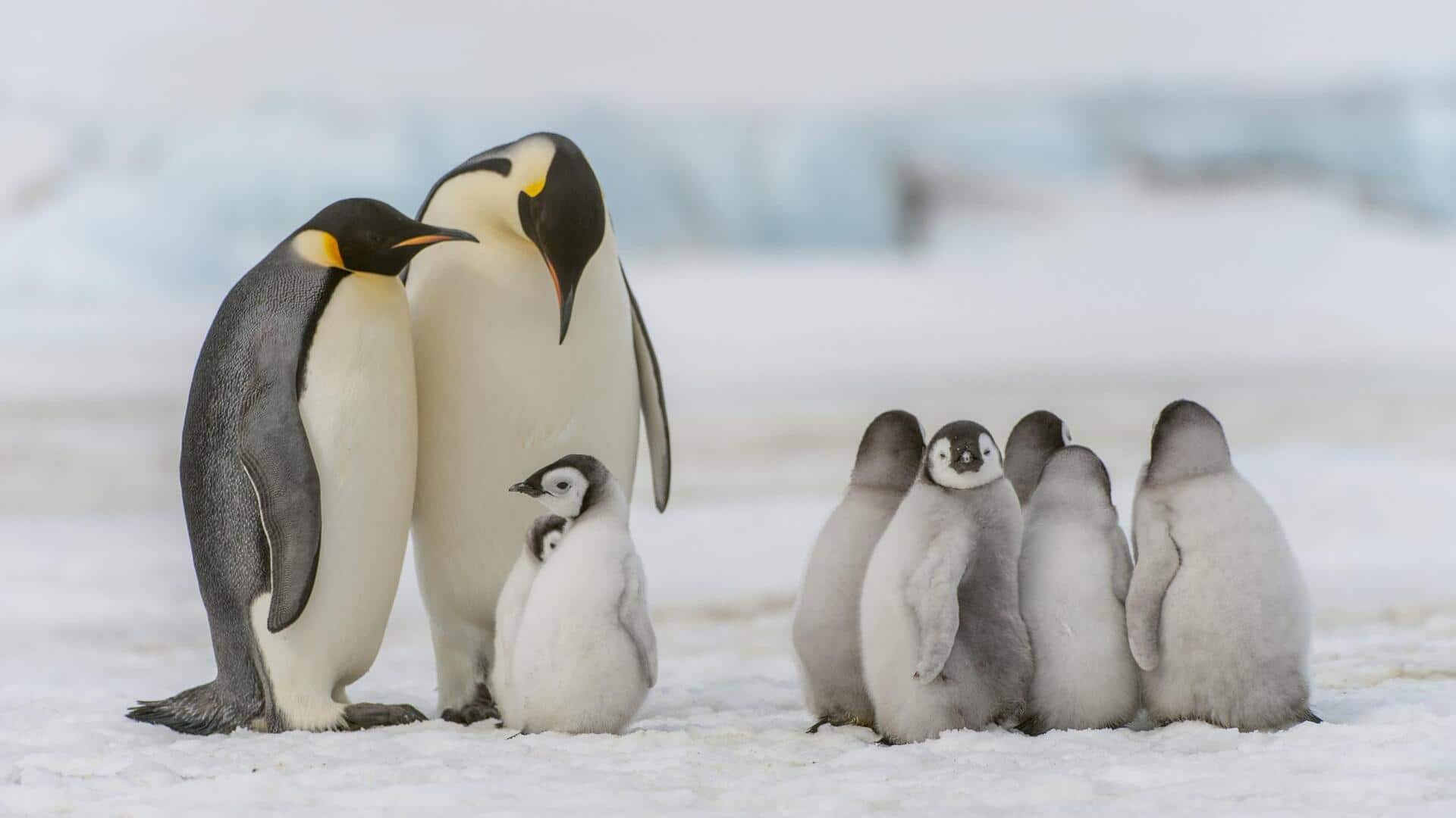 Struktur Sosial Penguin: Dinamika yang Kompleks