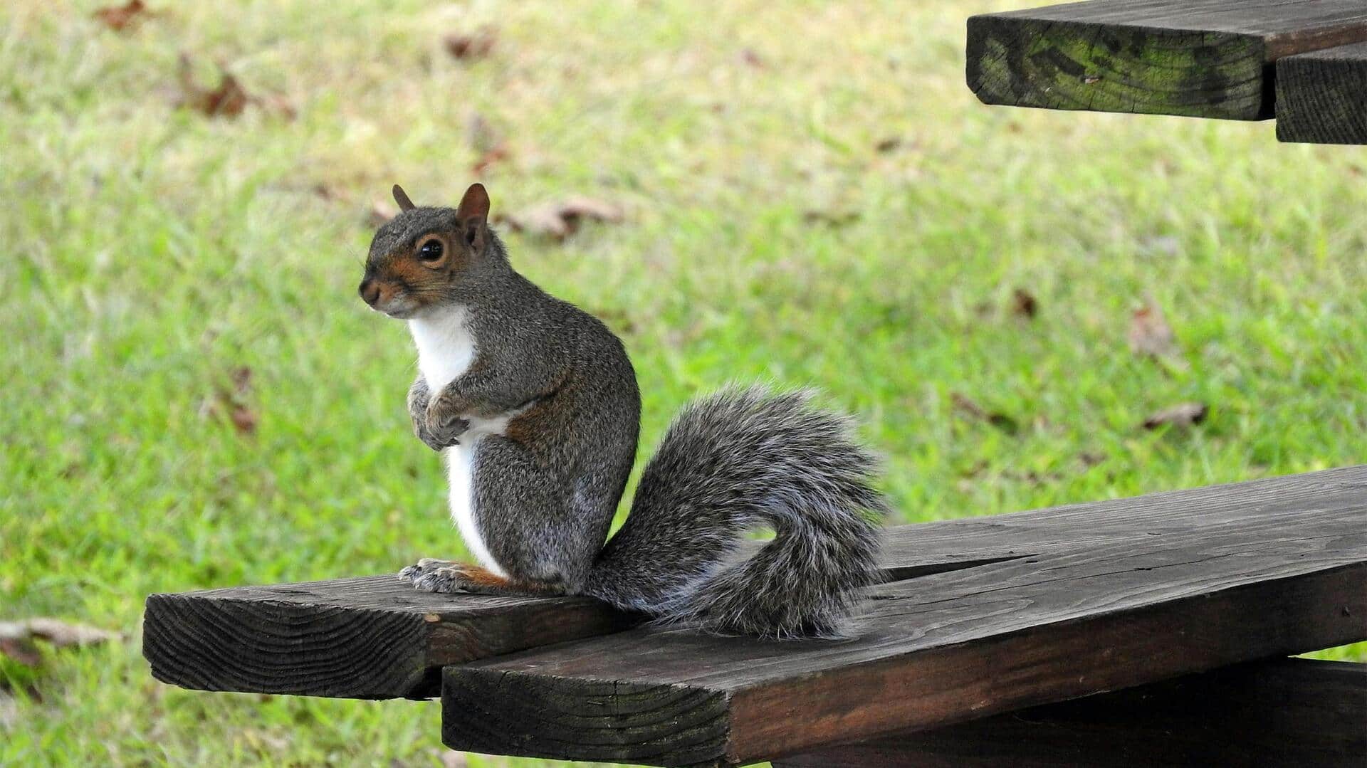 Adaptasi Menakjubkan dari Tupai di Lingkungan Perkotaan