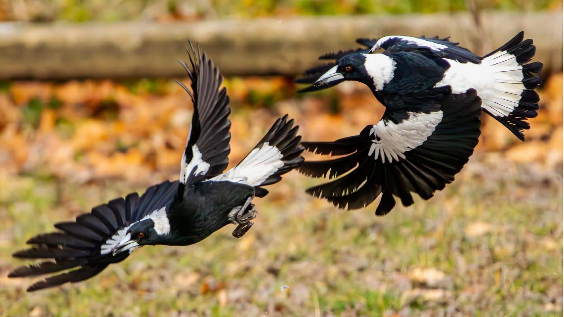Tarian Sinkronisasi Burung Magpie yang Memperkuat Komunikasi Kelompok