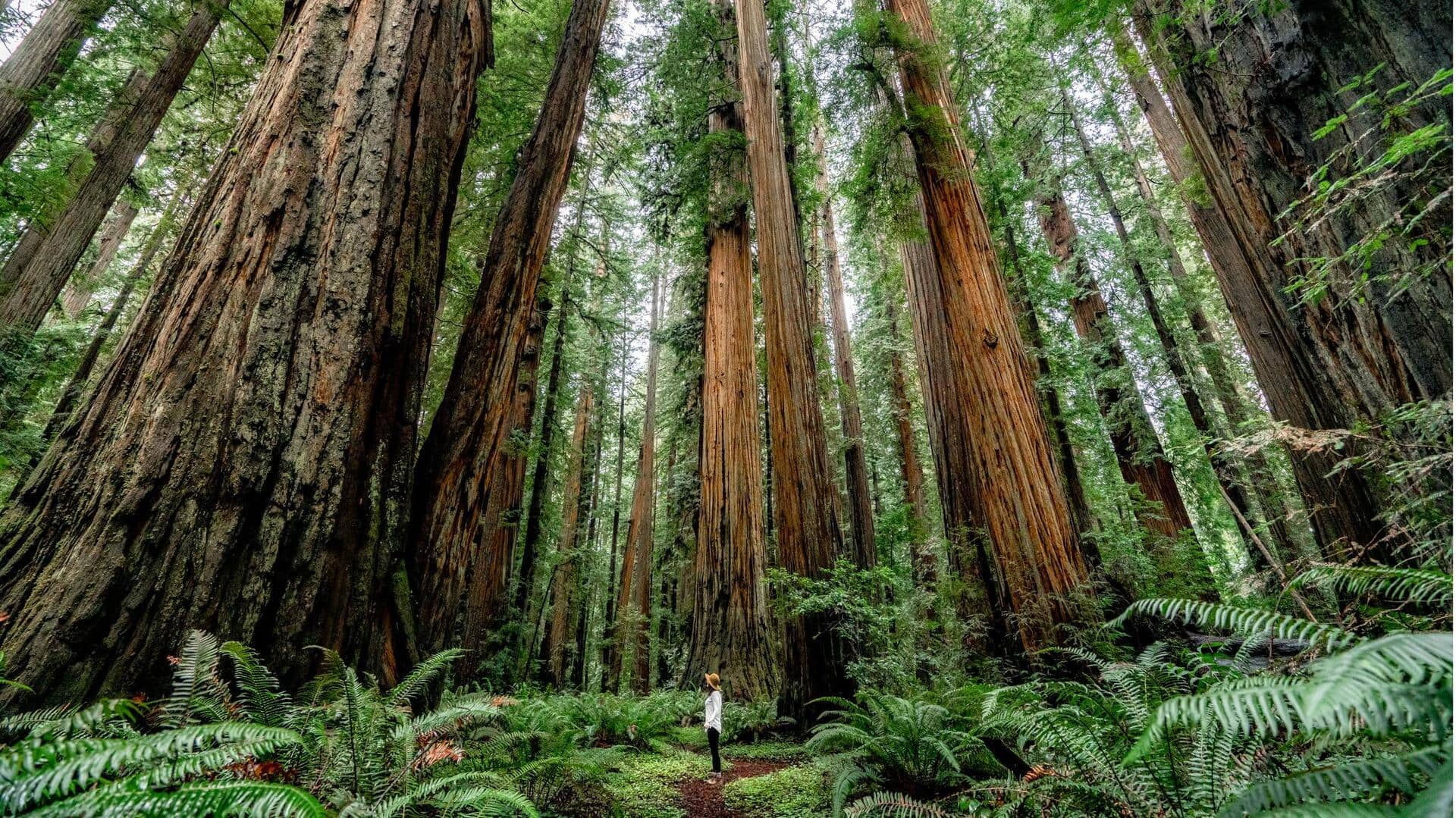 Menjelajahi Keajaiban Redwood National And State Parks, California