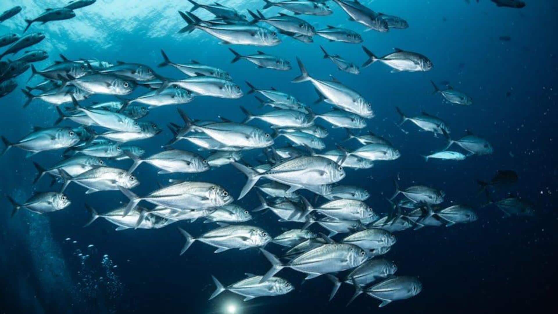 Menyelami Pesona Bawah Laut Adriatik di Kroasia