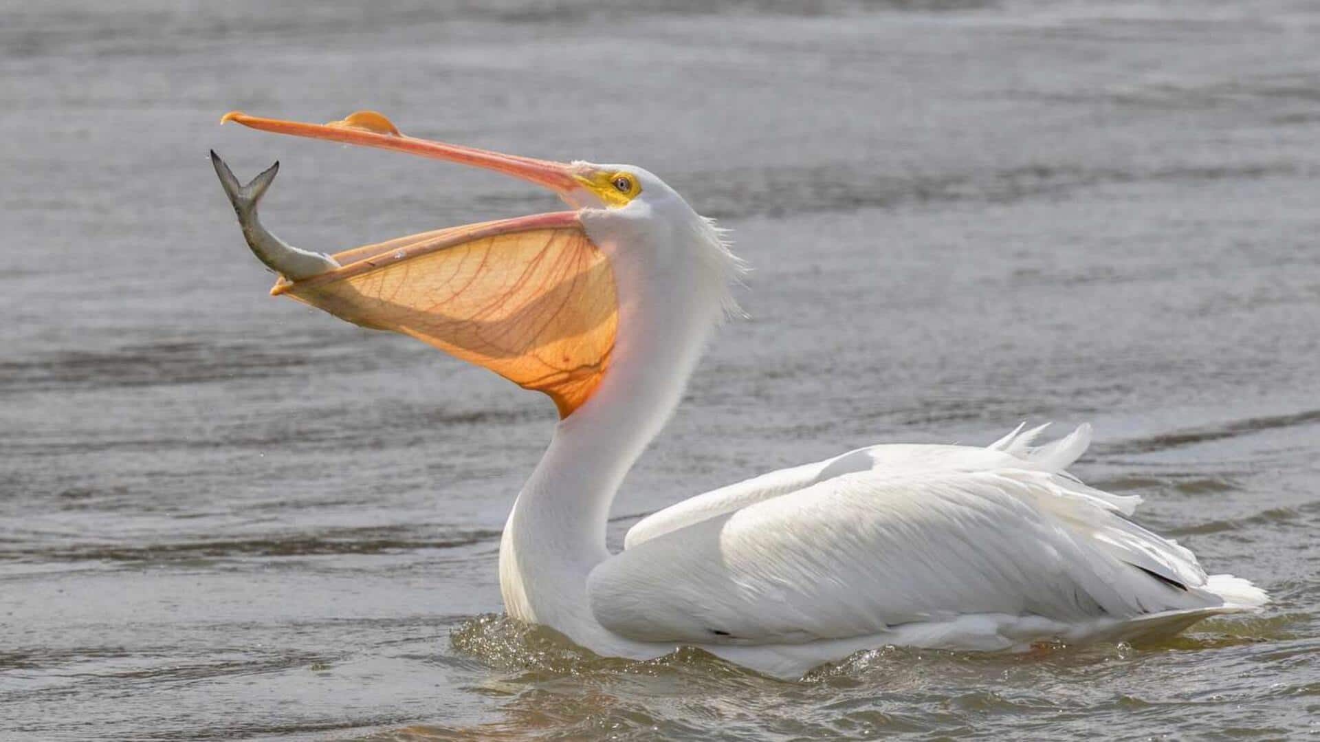 Adaptasi Pelikan dalam Menghadapi Lingkungan yang Ekstrem