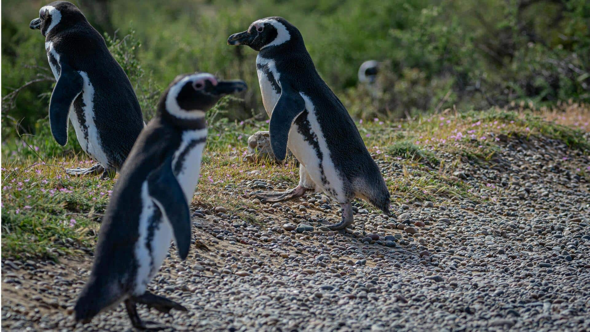 Menyaksikan Paus dan Penguin di Semenanjung Valdes, Argentina