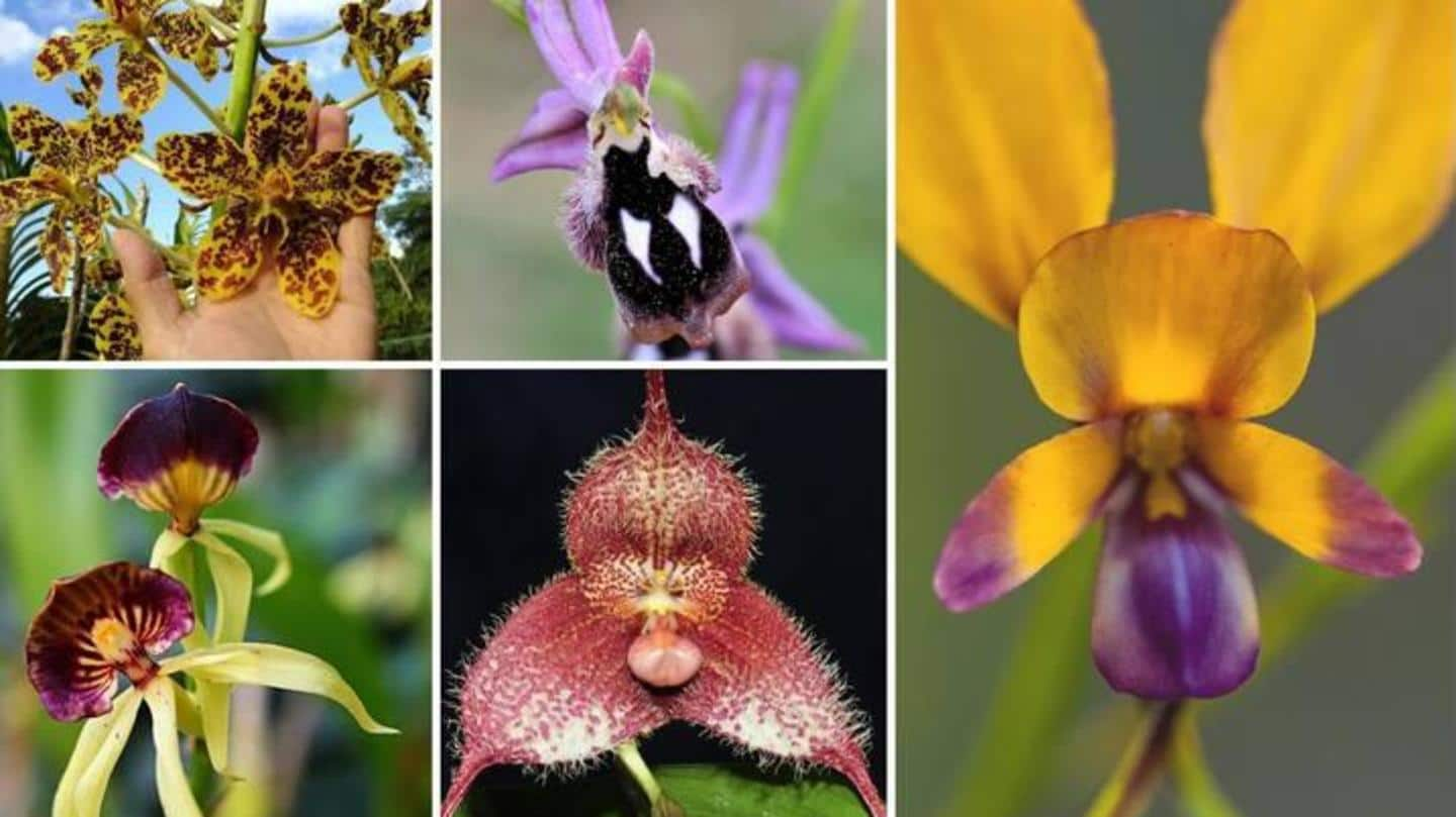 5 bunga anggrek unik yang terlihat mirip dengan hewan