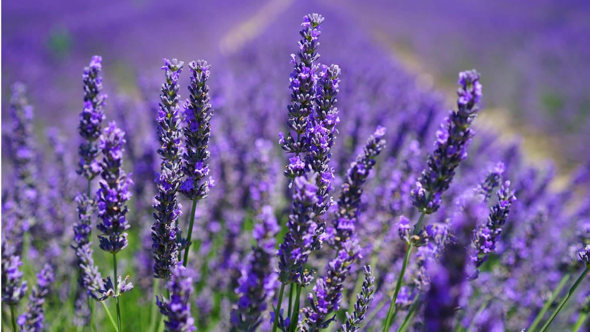 Cara Menumbuhkan Lavender di Halaman Belakang Anda