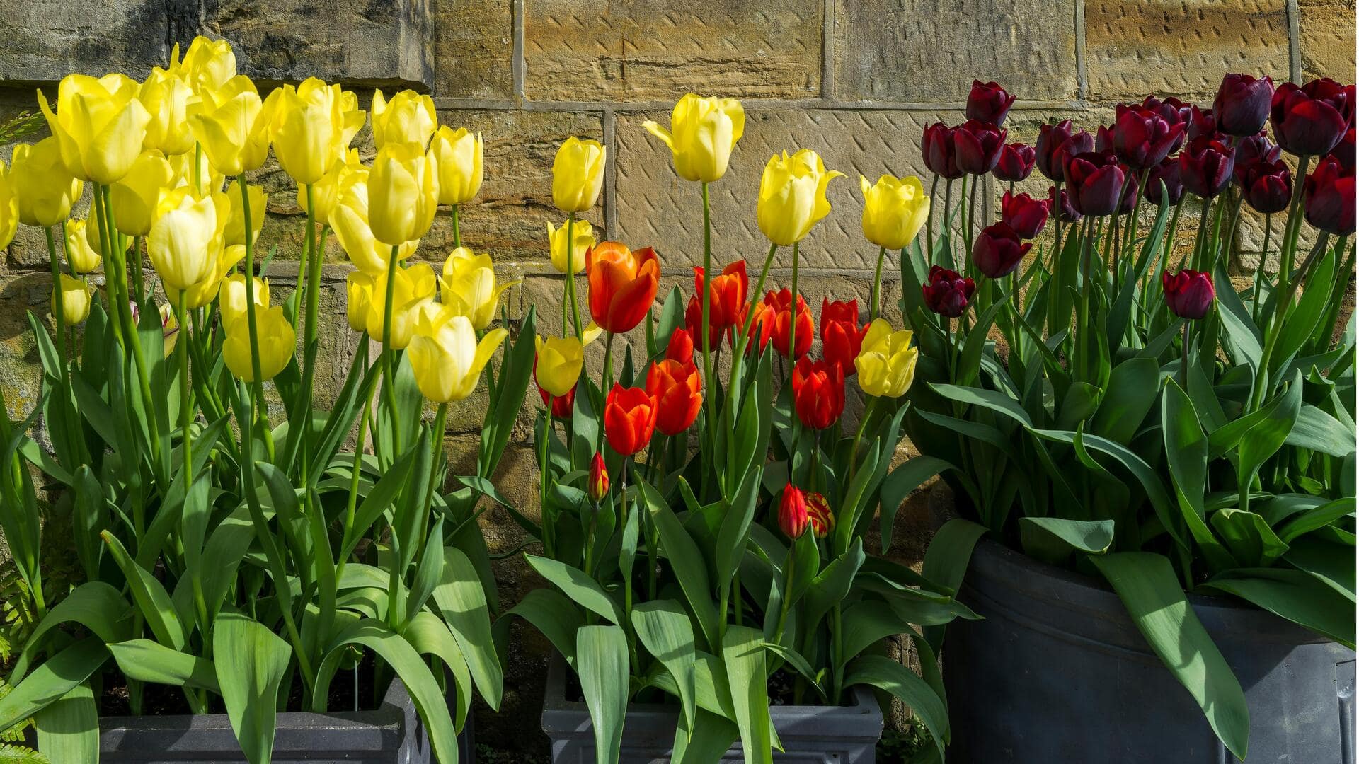 Menanam Tulip Dalam Wadah: Langkah Mudah