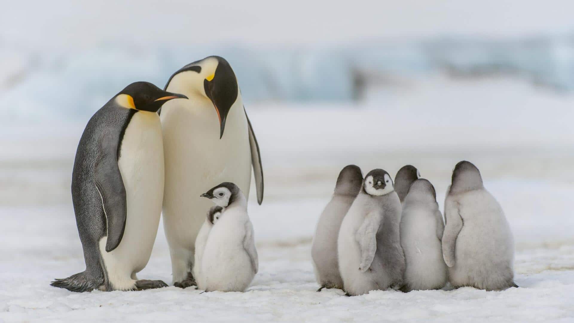 Lima Kebiasaan yang Memperkuat Ikatan Emosional Pasangan Penguin