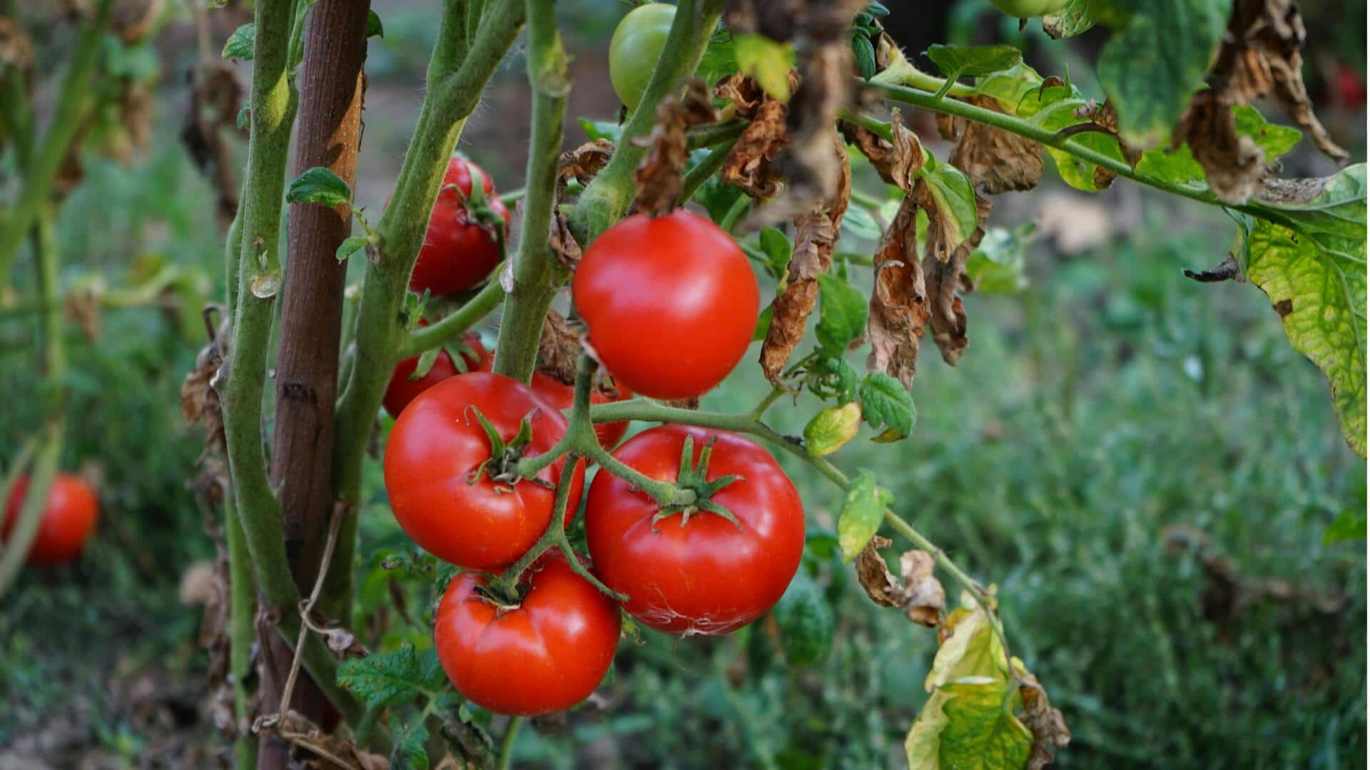 Tanaman yang Efisien untuk Daur Ulang Limbah Dapur