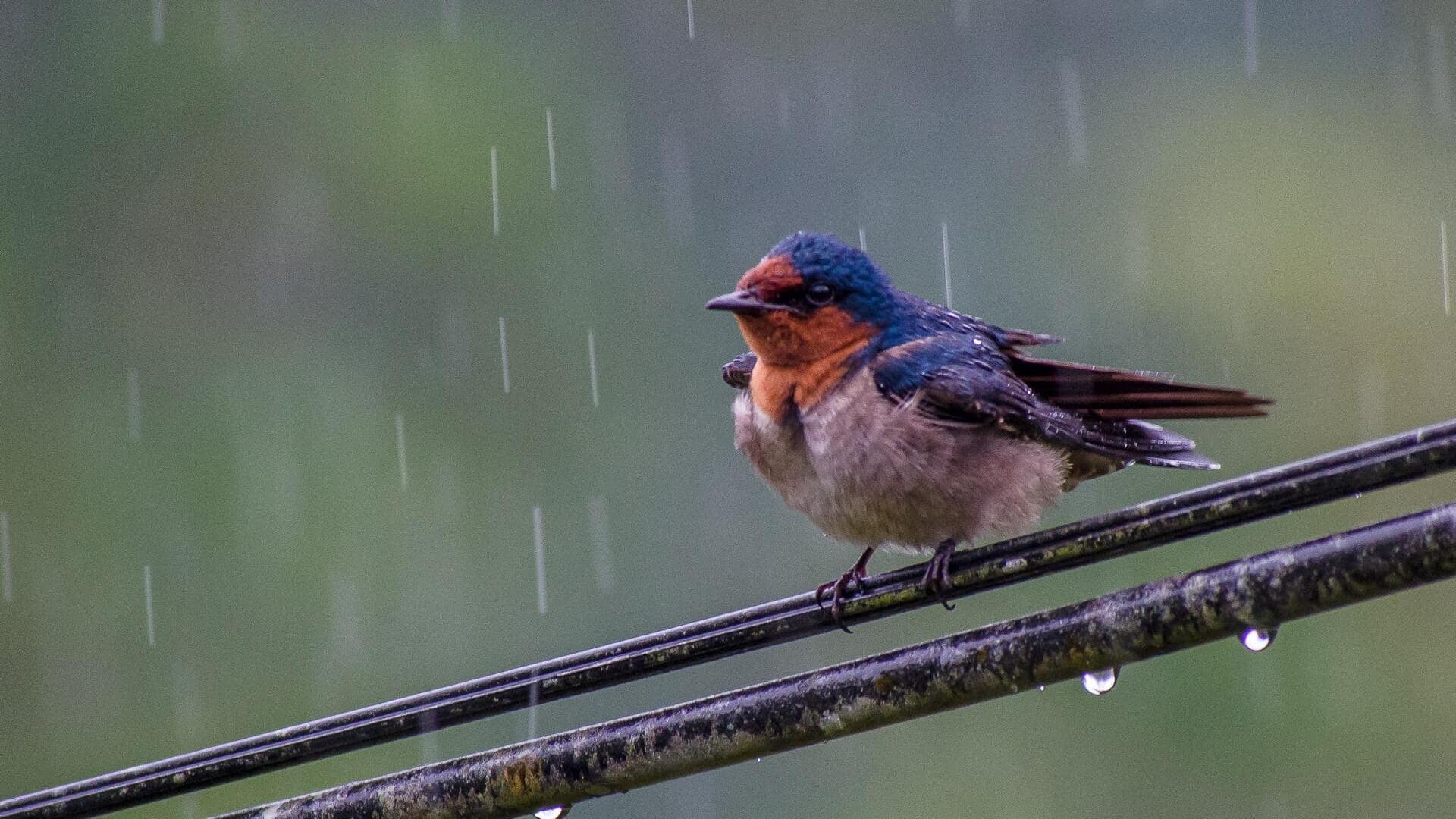Taktik Menghemat Energi dari Burung Layang-Layang saat Hujan