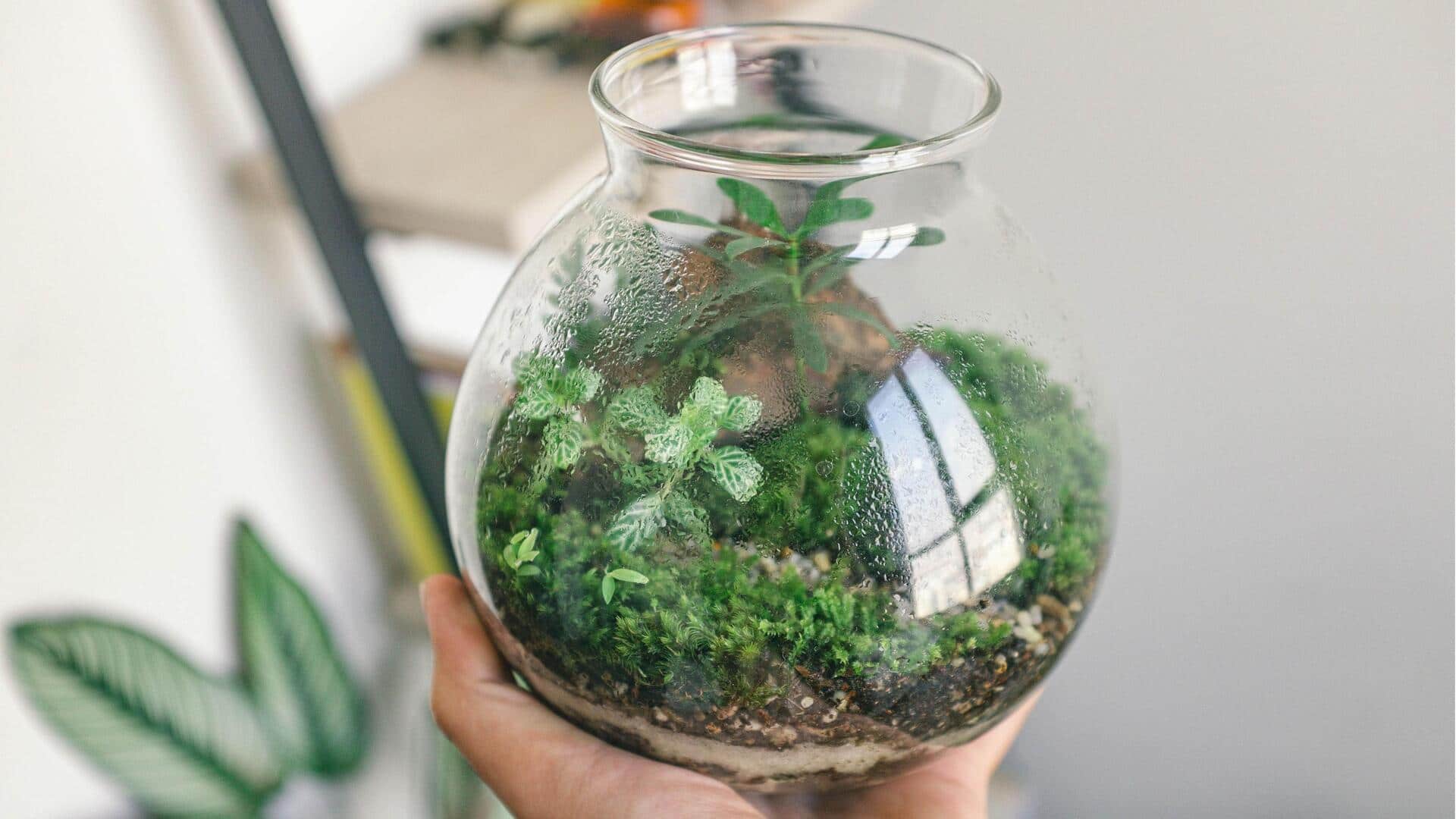 Pernah Mencoba Membuat Terrarium Lumut? Begini Caranya!