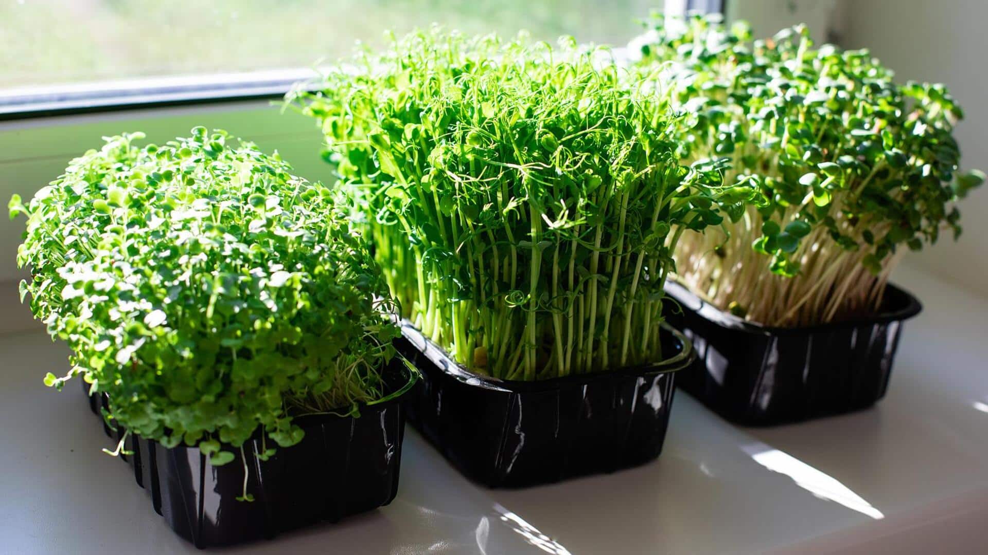 Menanam Microgreens Sendiri untuk Topping Hidangan Sehari-hari