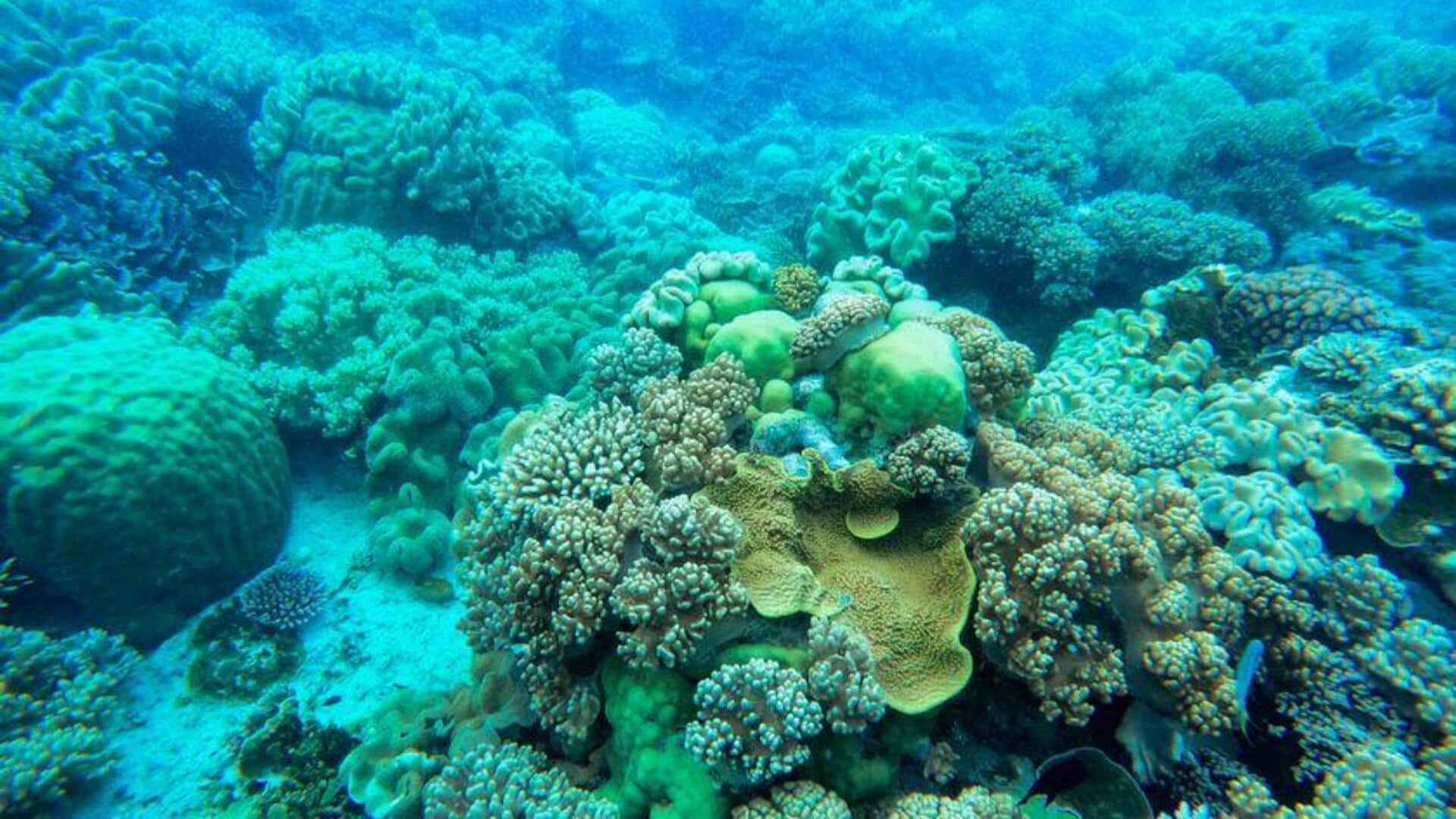 Peran Vital Terumbu Karang dalam Ekosistem Laut
