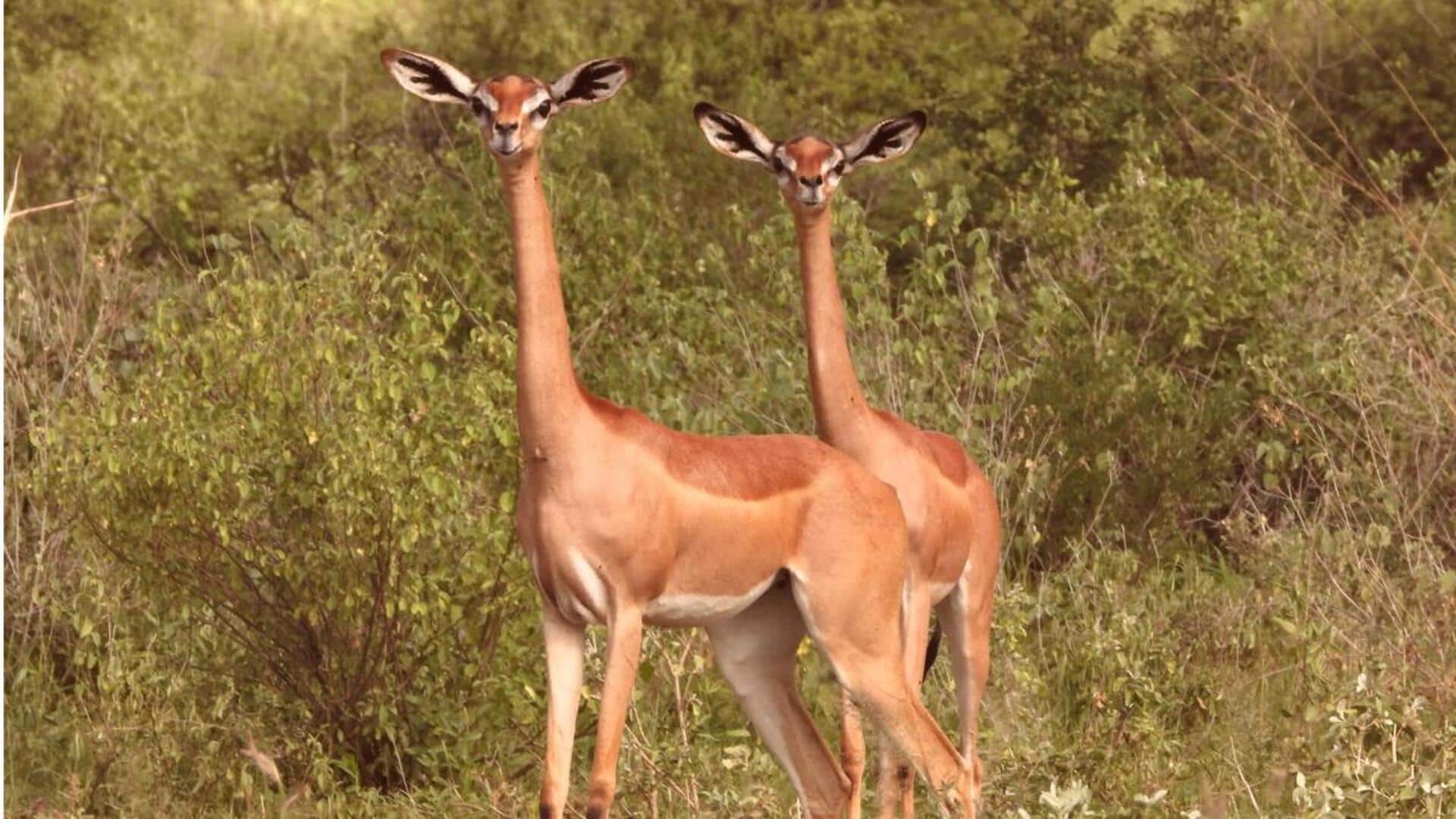 Keajaiban Habitat Alami dari Rusa Berleher Panjang