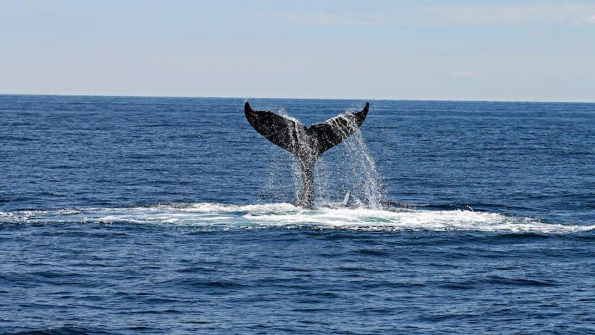 Kunjungi tempat wisata mengamati paus di Cape Town 