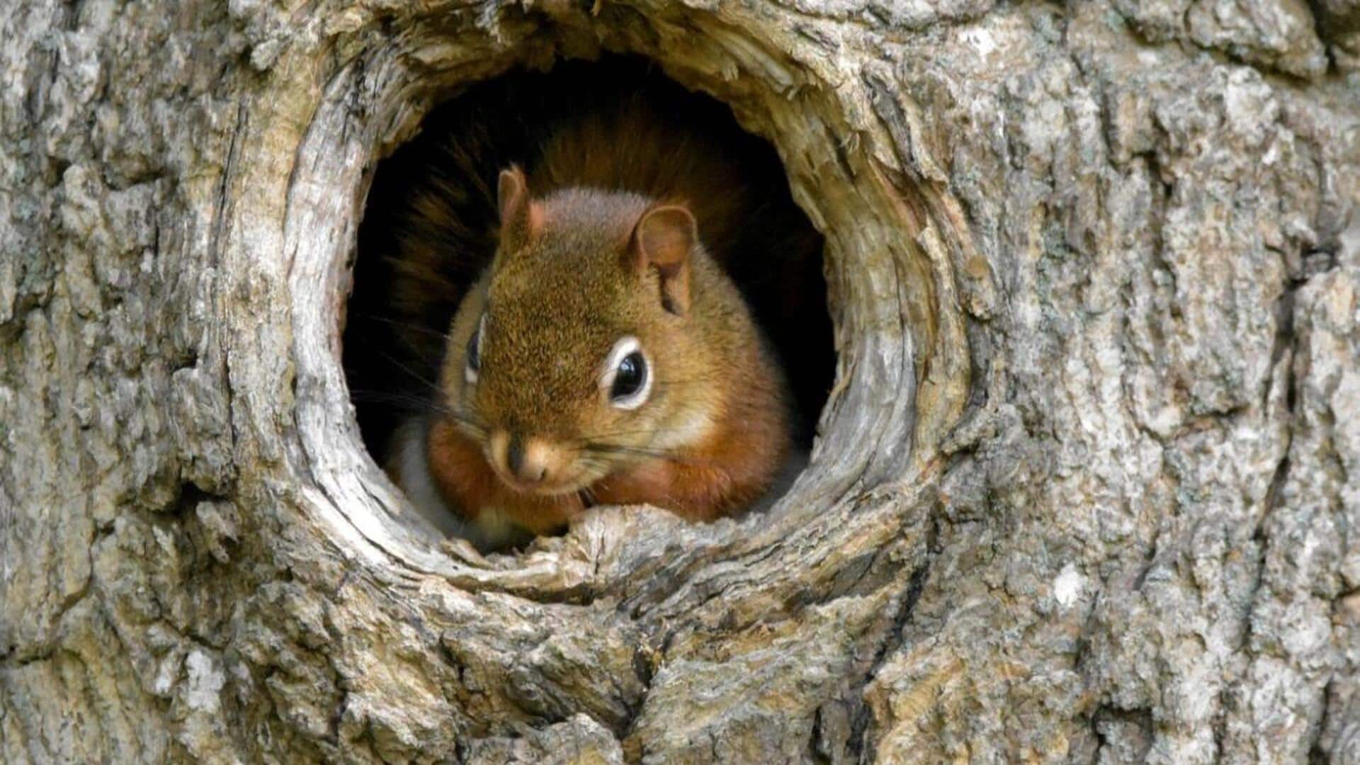 Lima Peran Penting Pohon yang Membantu Kehidupan Tupai