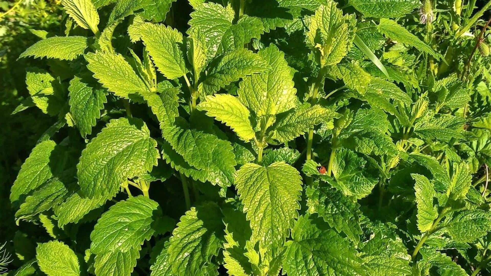 Panduan Menanam Lemon Balm di Dalam Ruangan bagi Pemula