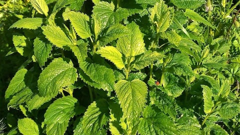 Panduan Menanam Lemon Balm di Dalam Ruangan bagi Pemula