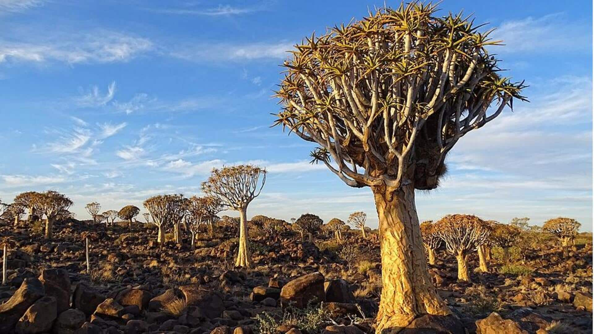 Mengeksplorasi Keunikan Hutan Pohon Quiver, Namibia