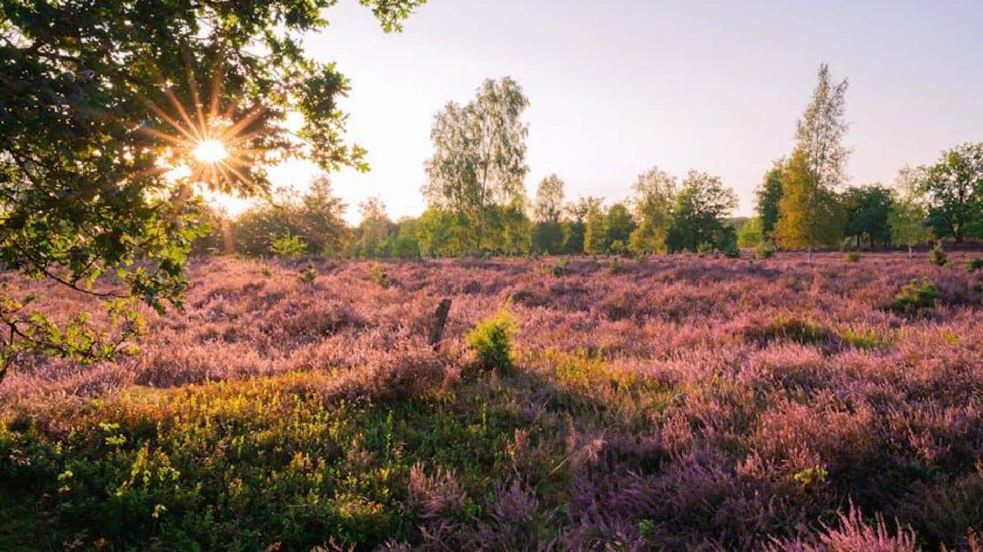 Padang Bunga Jerman yang Terdaftar UNESCO untuk Dijelajahi