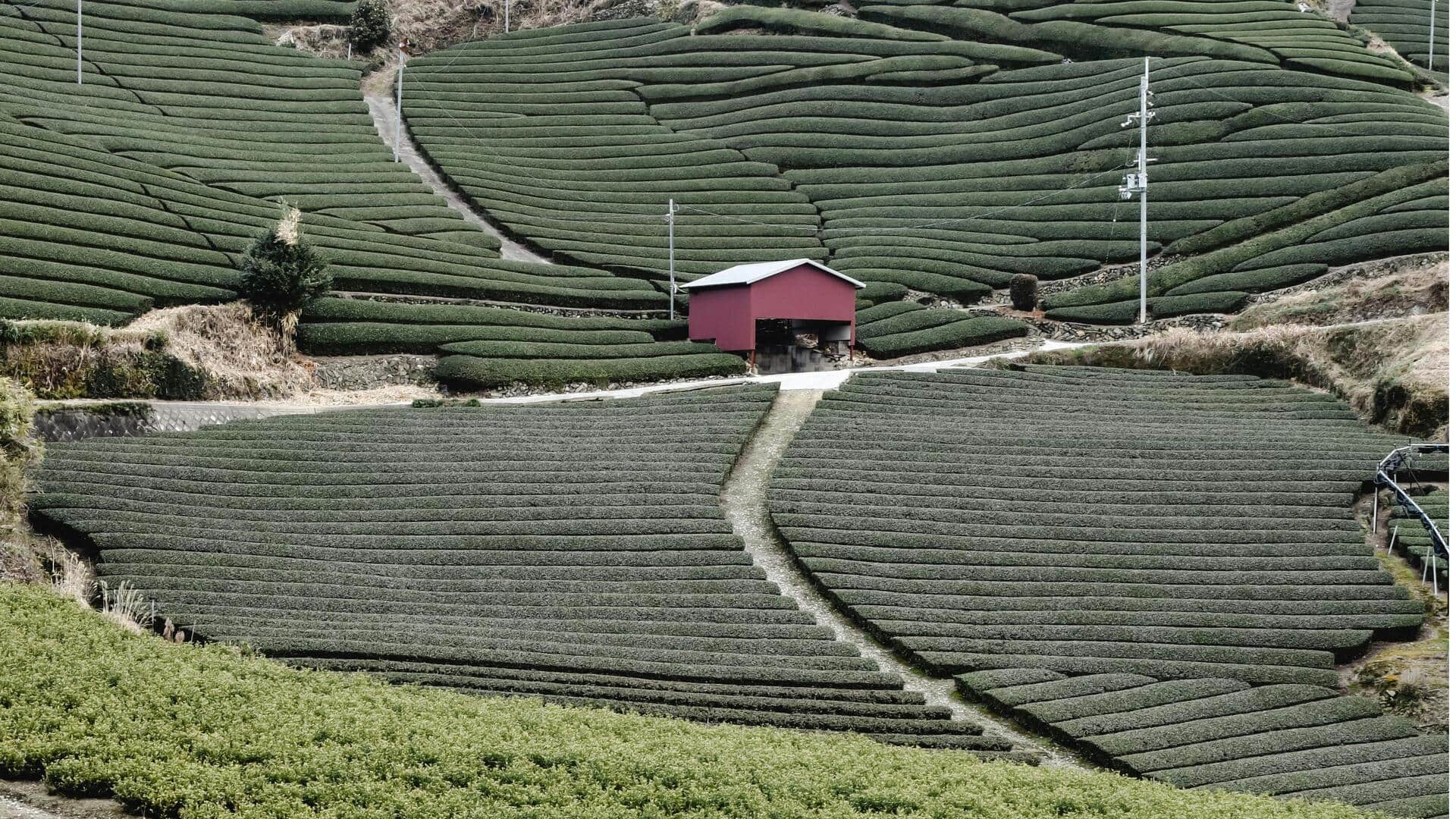 Temukan Kebun Teh Tenang di Kyoto, Jauh dari Keramaian