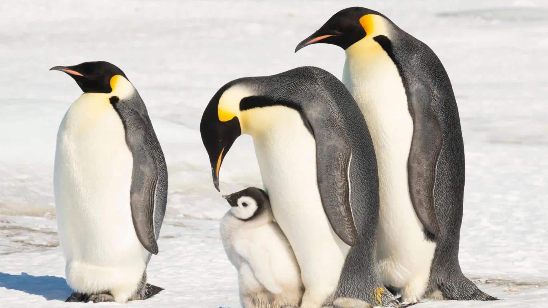 Keanekaragaman Spesies Penguin dan Habitatnya yang Unik