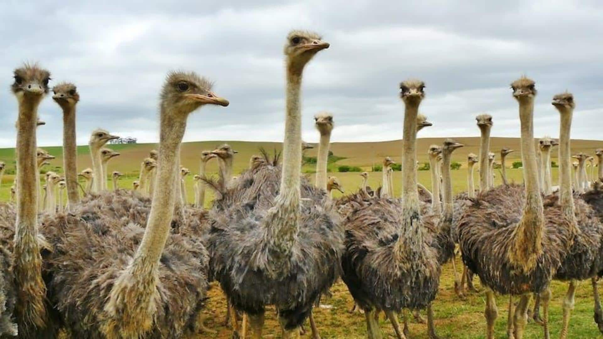 Menunggang Burung Unta di Savana Afrika Selatan