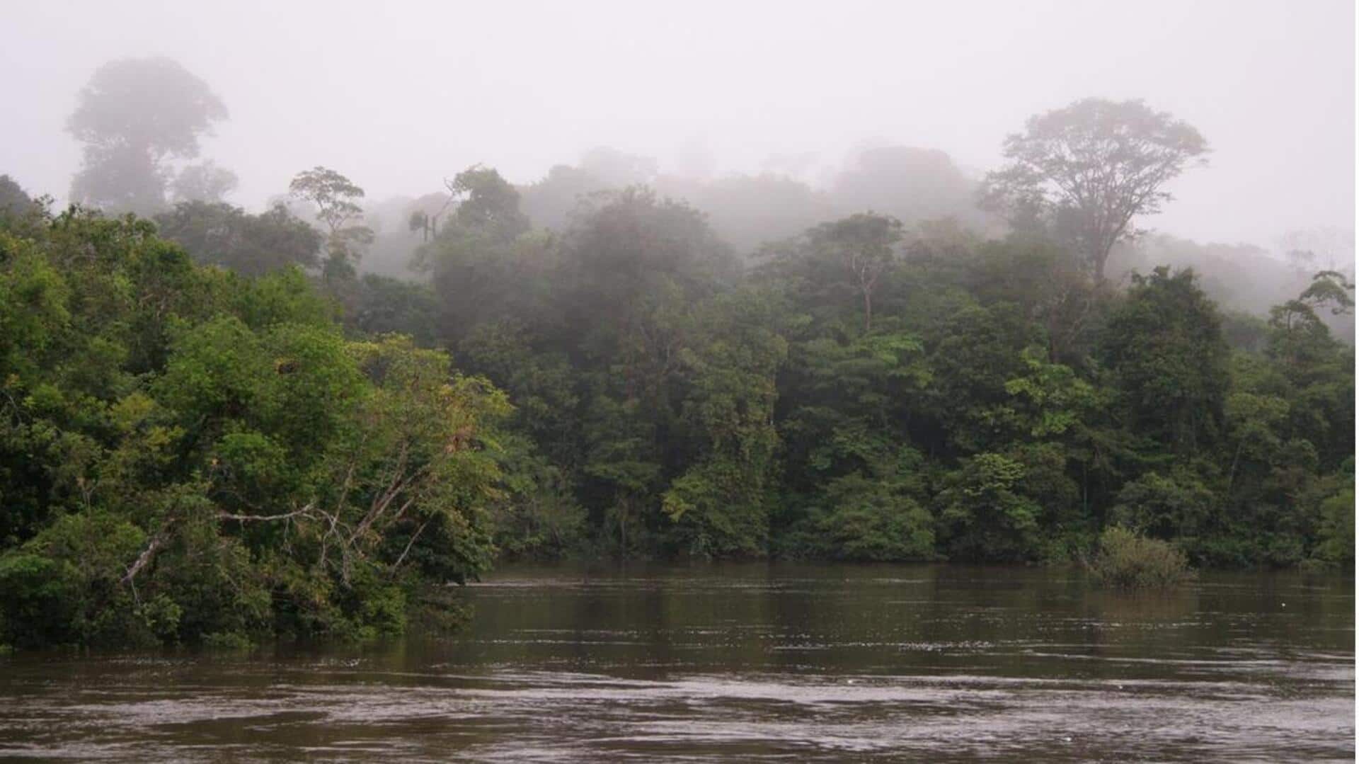 Menjelajahi Keajaiban Hutan Hujan Suriname