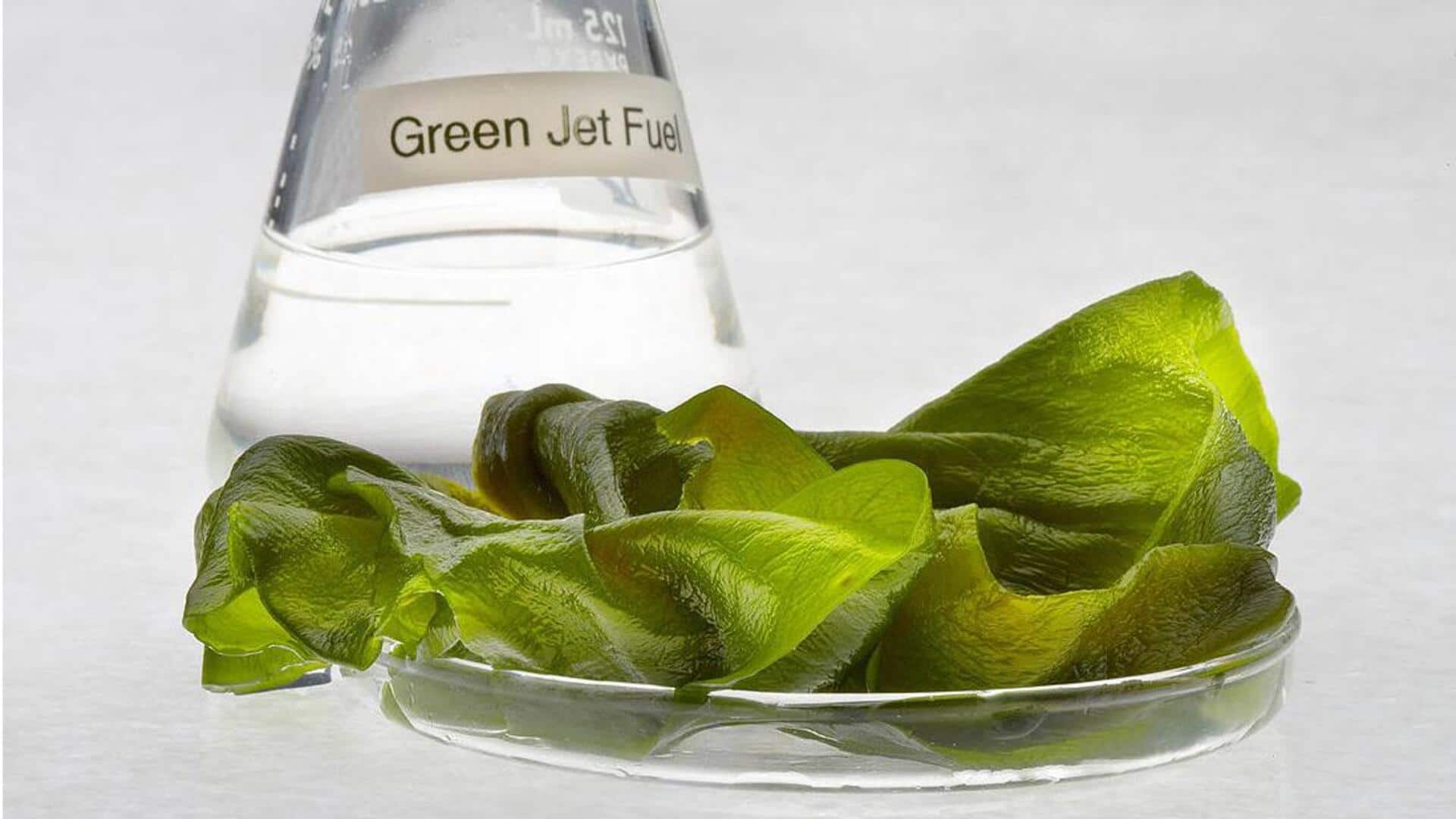 Pertanian Alga: Revolusi Produksi Biofuel