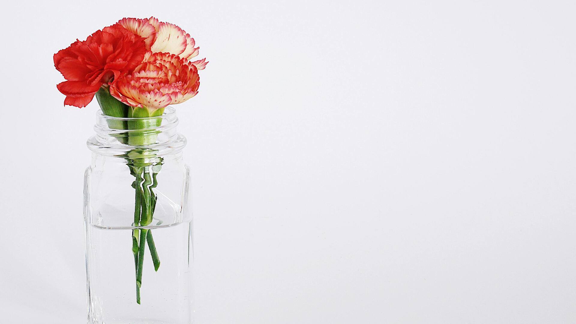 Perawatan Anyelir: Lima Tips yang Mudah Diikuti